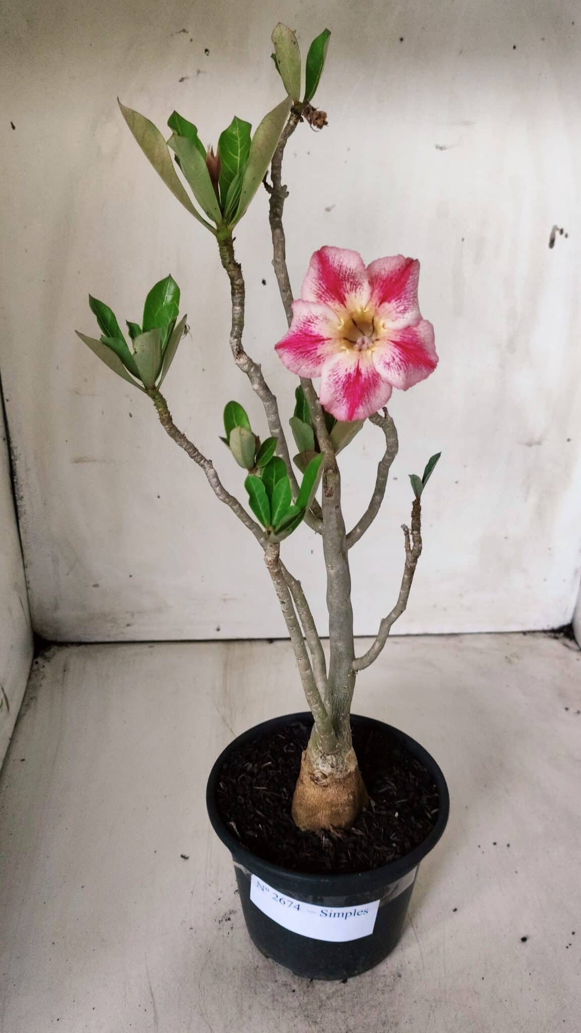 Planta Simples 2674 – 30cm – 02 anos