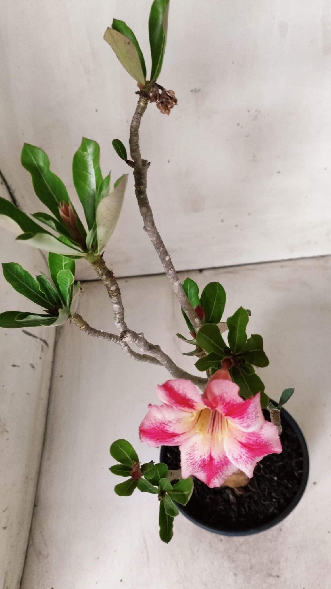 Planta Simples 2674 – 30cm – 02 anos