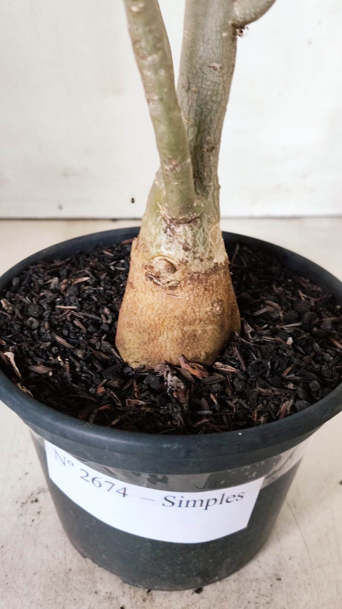 Planta Simples 2674 – 30cm – 02 anos