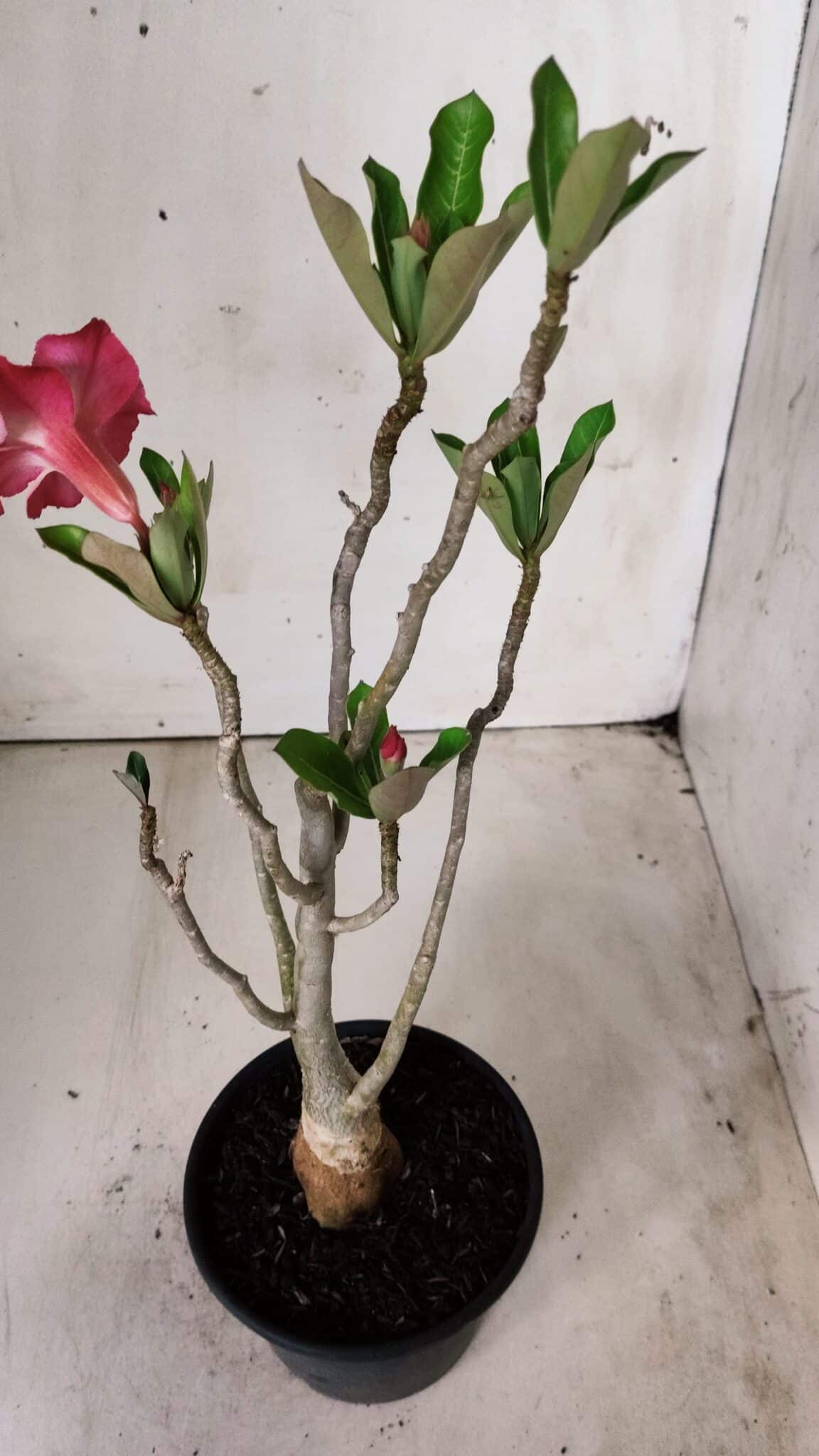 Planta Simples 2674 – 30cm – 02 anos