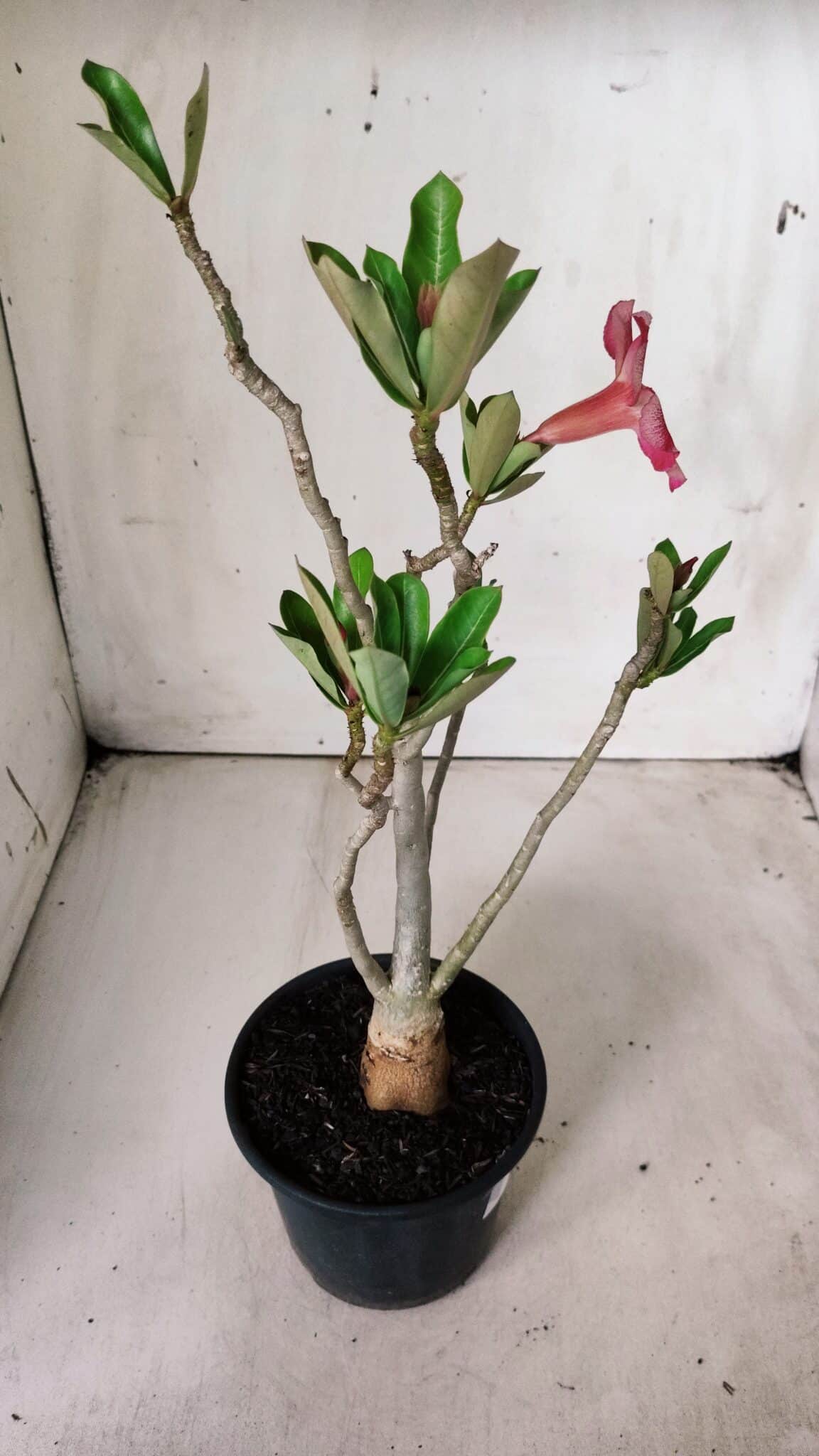 Planta Simples 2674 – 30cm – 02 anos