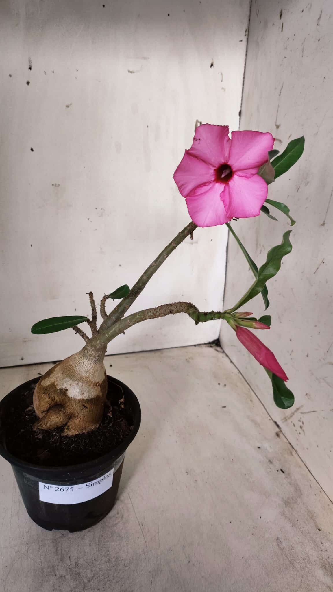 Planta Simples 2675 – 30cm – 03 anos