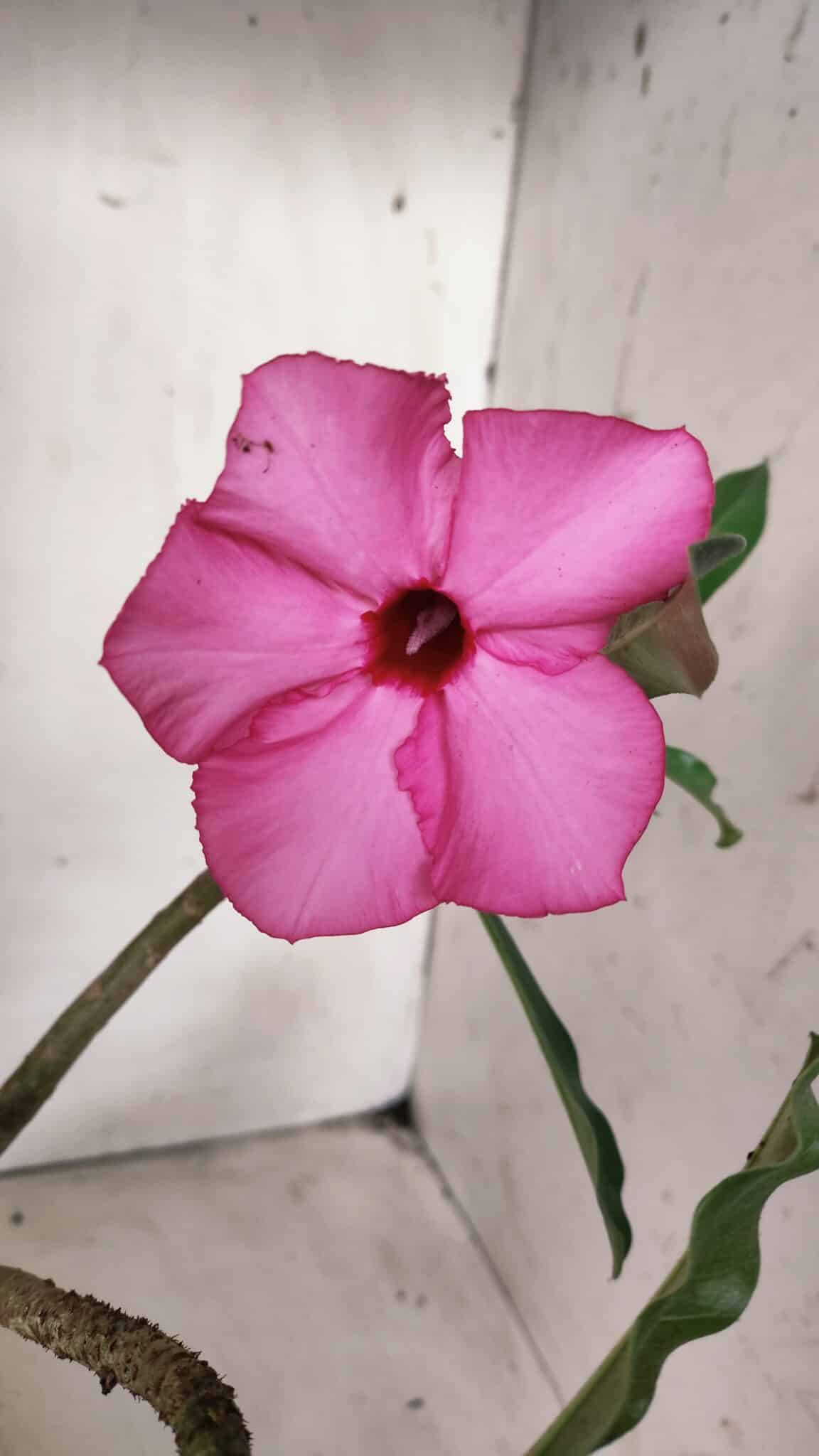 Planta Simples 2675 – 30cm – 03 anos