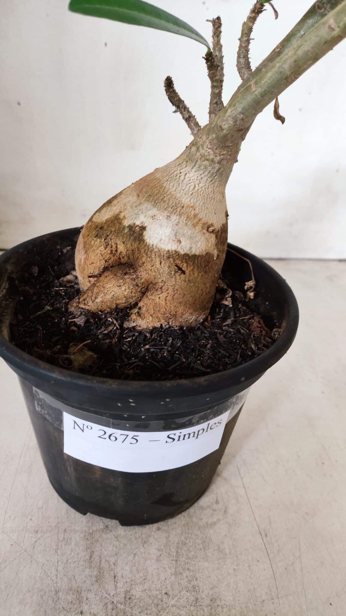 Planta Simples 2675 – 30cm – 03 anos
