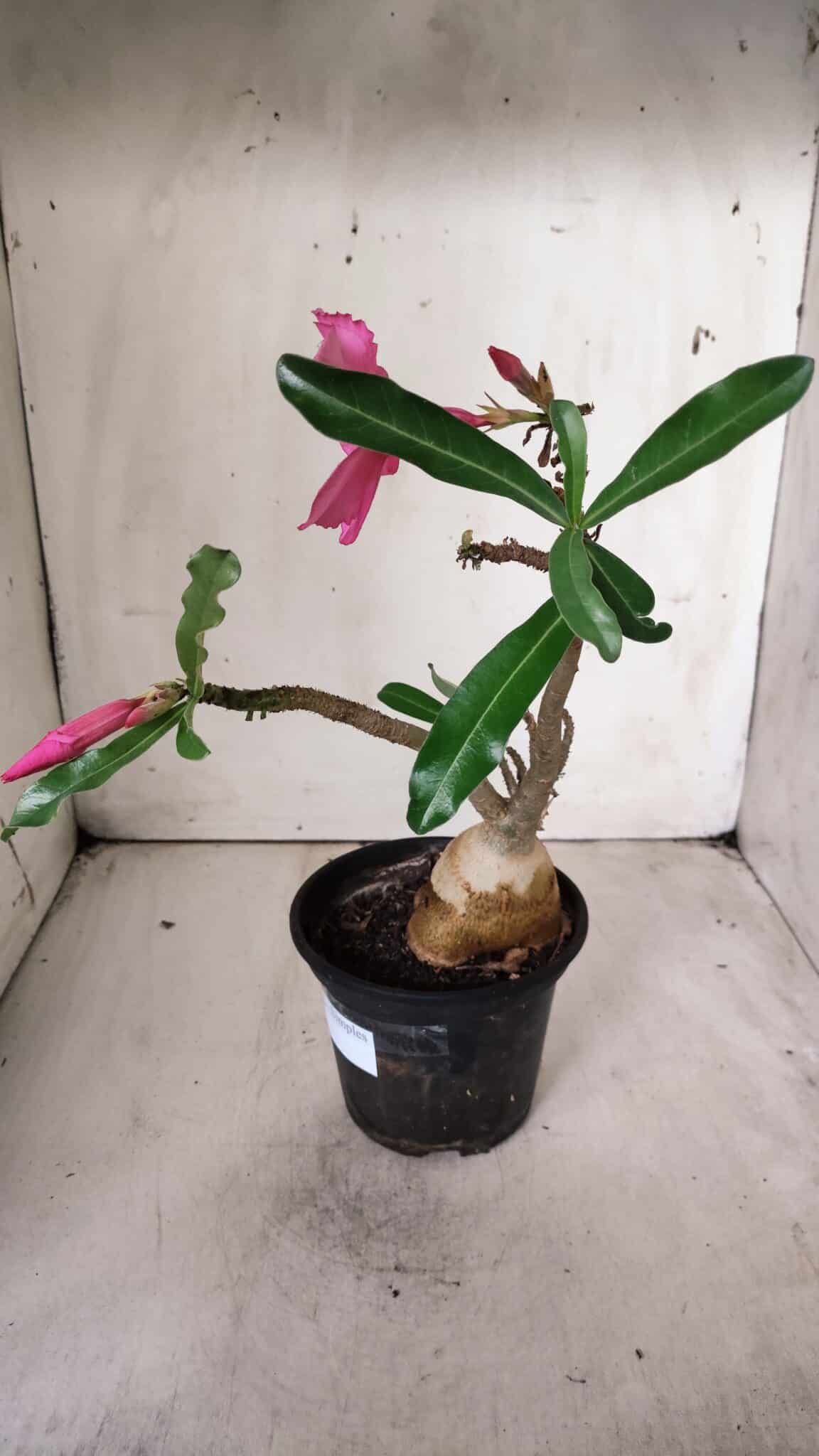 Planta Simples 2675 – 30cm – 03 anos