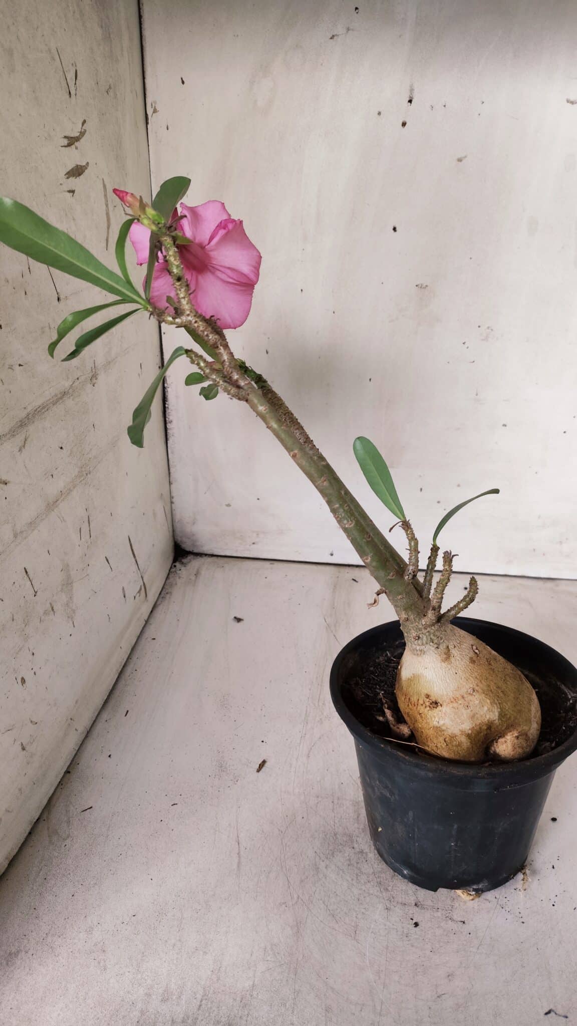 Planta Simples 2675 – 30cm – 03 anos