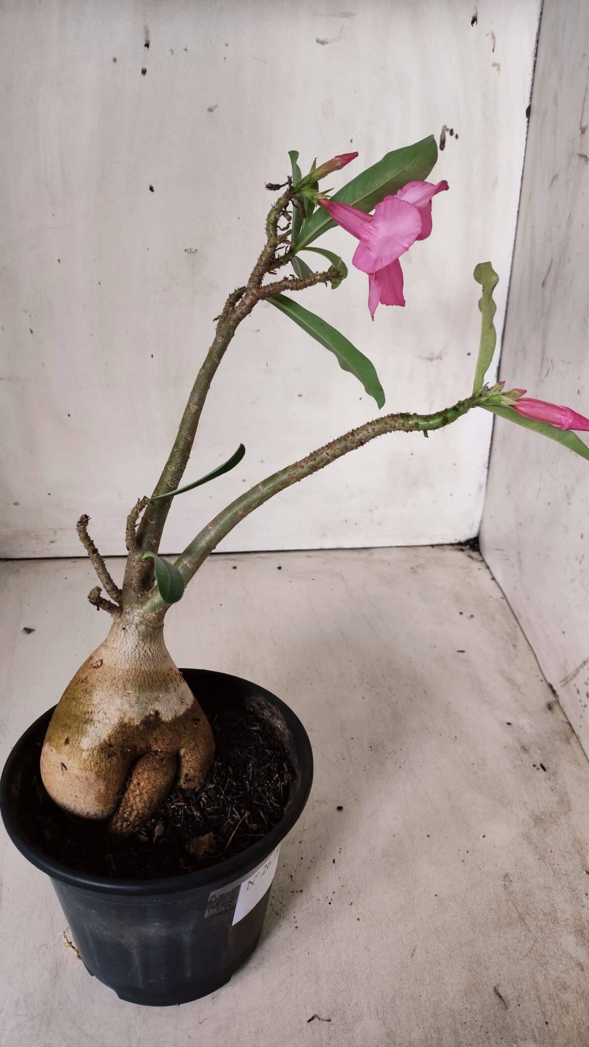 Planta Simples 2675 – 30cm – 03 anos