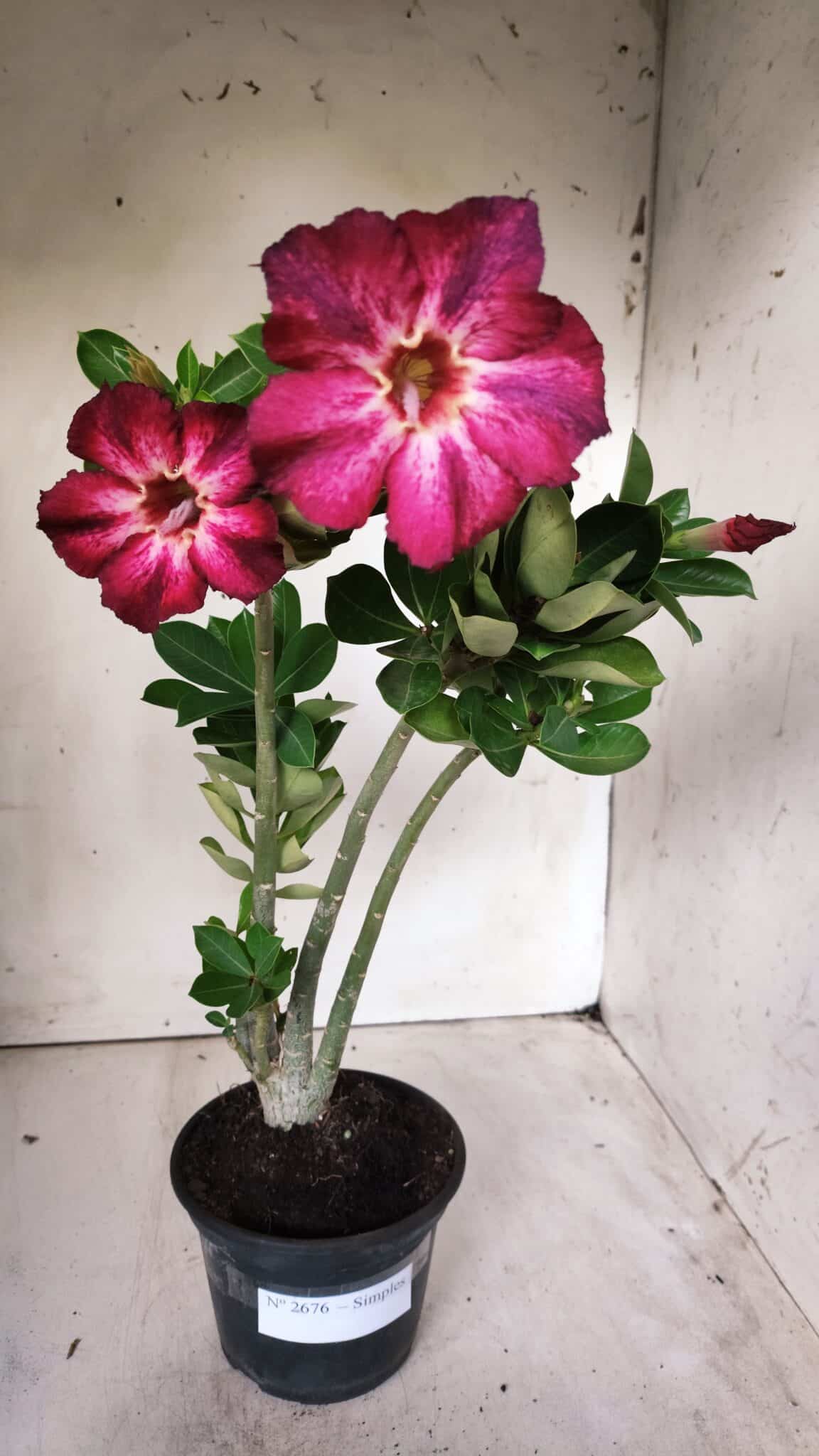 Planta Simples 2676 – 30cm – 02 anos