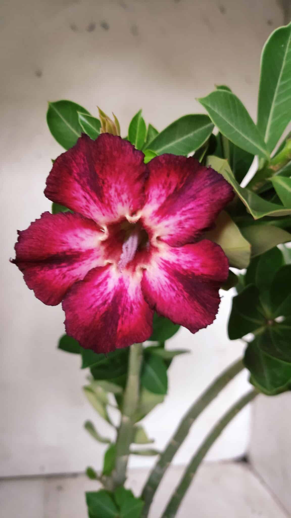 Planta Simples 2676 – 30cm – 02 anos