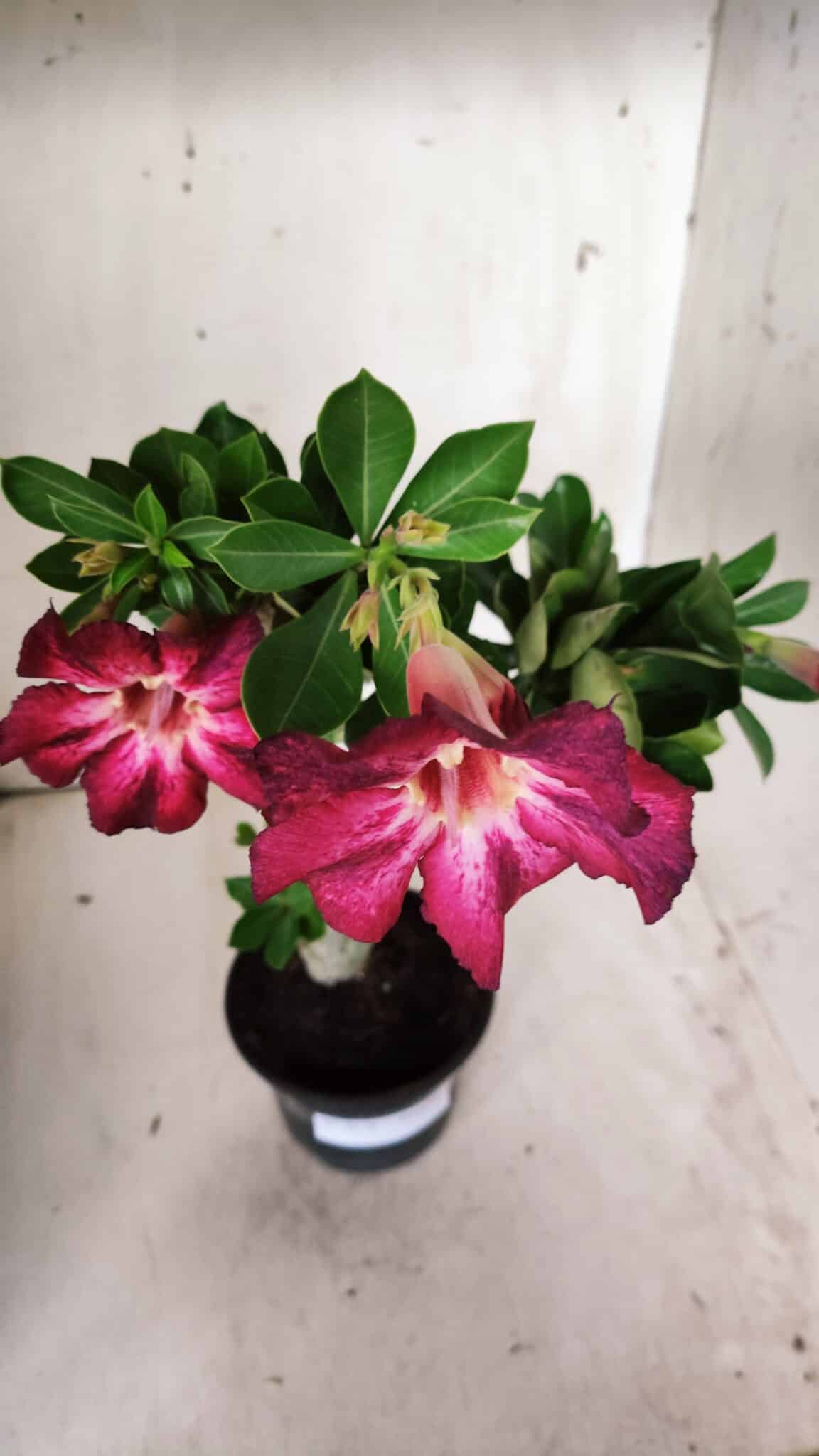 Planta Simples 2676 – 30cm – 02 anos