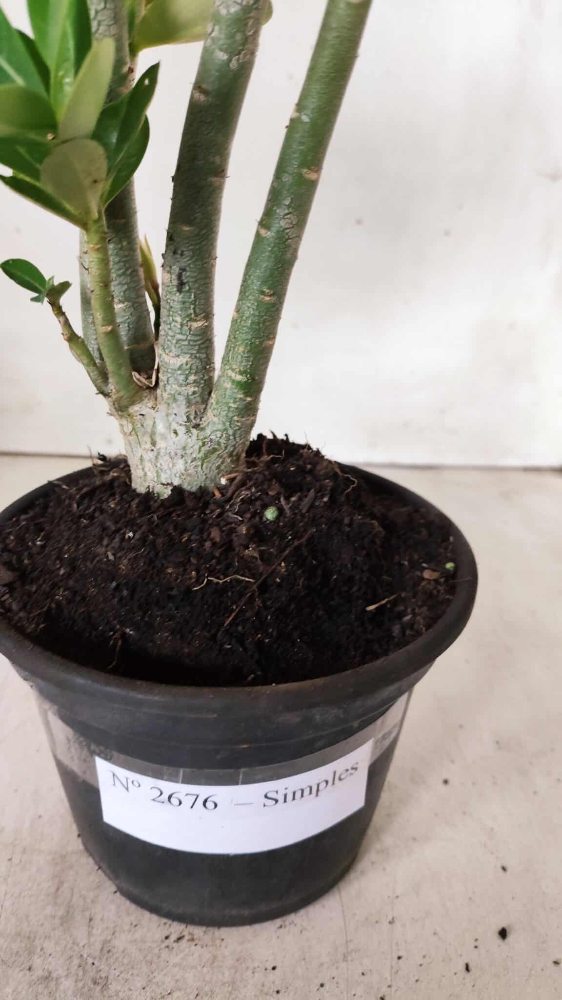 Planta Simples 2676 – 30cm – 02 anos