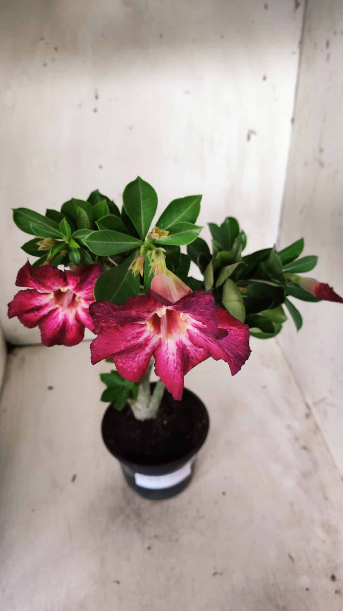 Planta Simples 2676 – 30cm – 02 anos