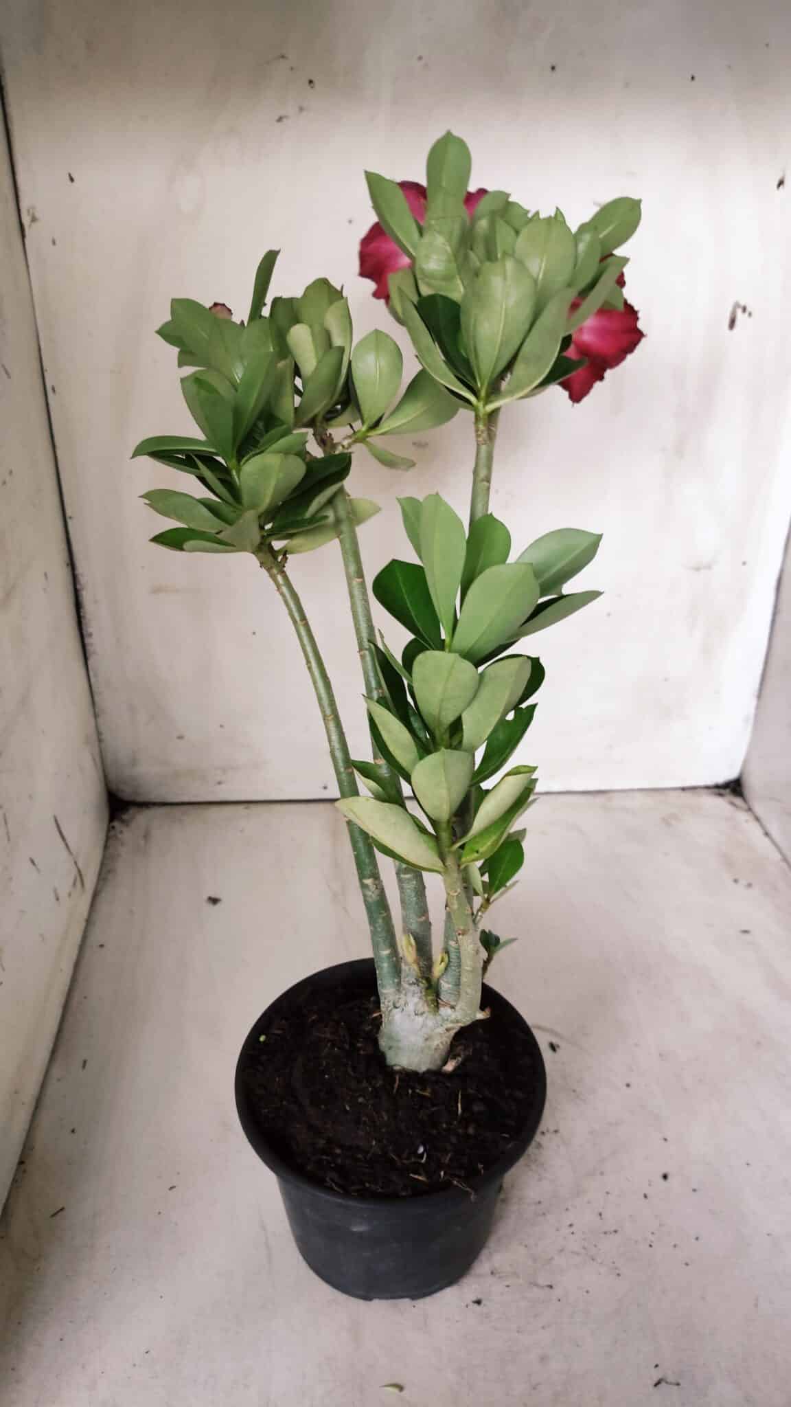 Planta Simples 2676 – 30cm – 02 anos