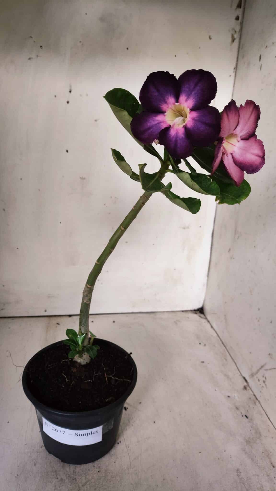 Planta Simples 2677 – 30cm – 01 ano