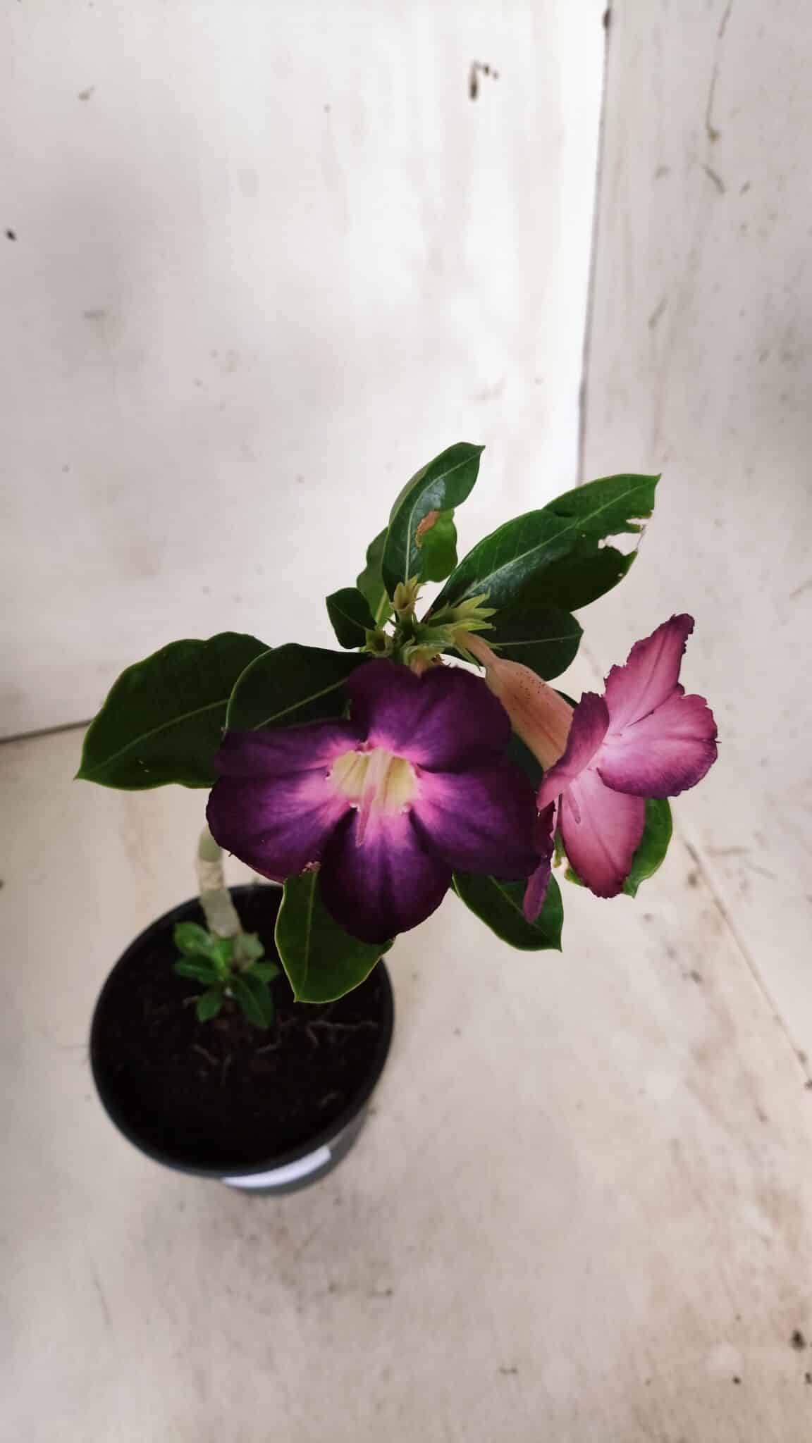 Planta Simples 2677 – 30cm – 01 ano