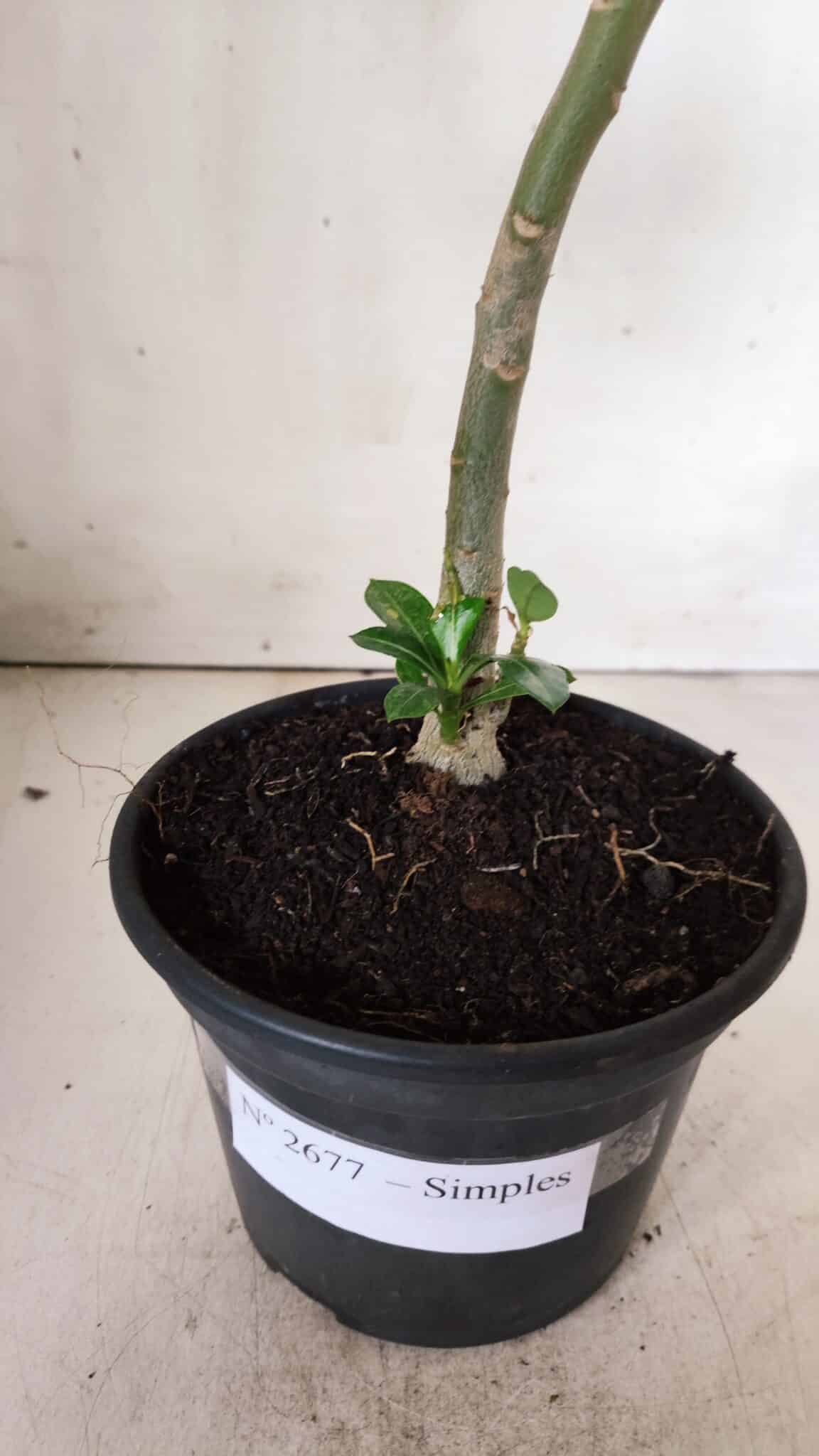 Planta Simples 2677 – 30cm – 01 ano