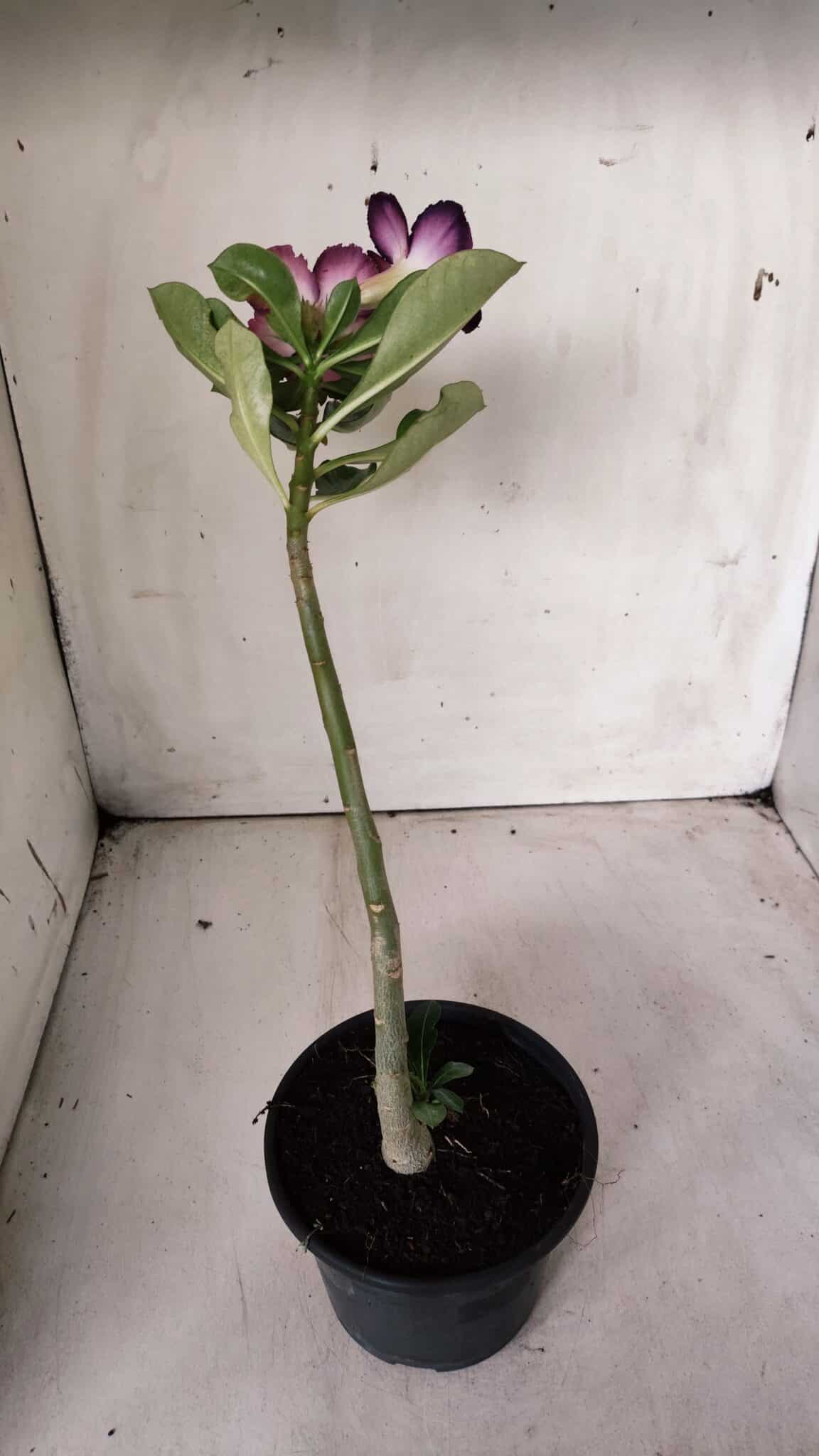 Planta Simples 2677 – 30cm – 01 ano