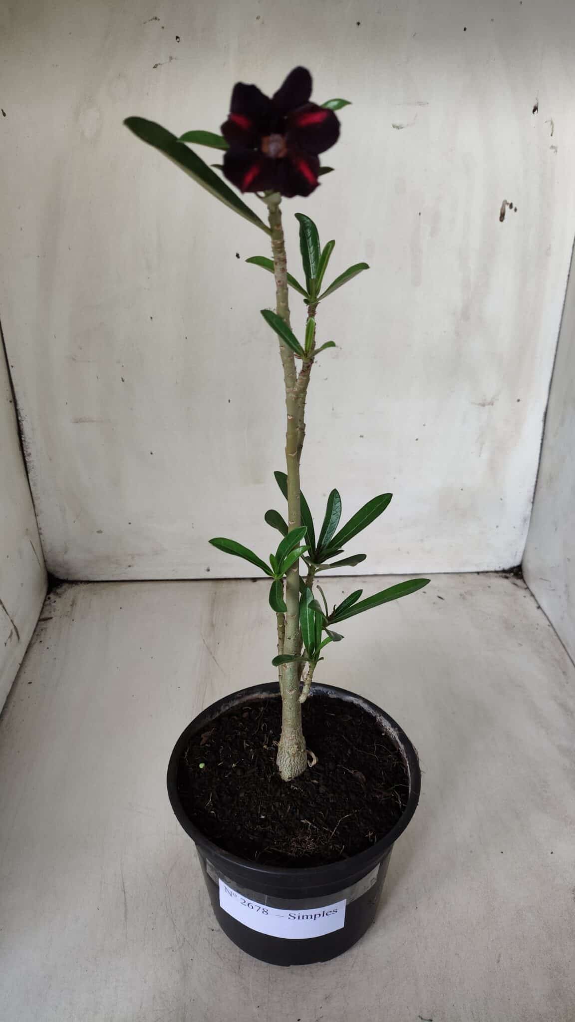 Planta Simples 2678 – 30cm – 01 ano