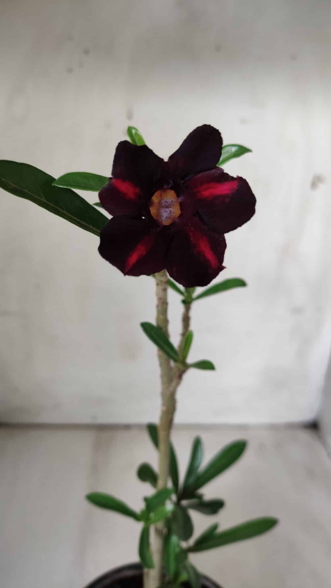 Planta Simples 2678 – 30cm – 01 ano