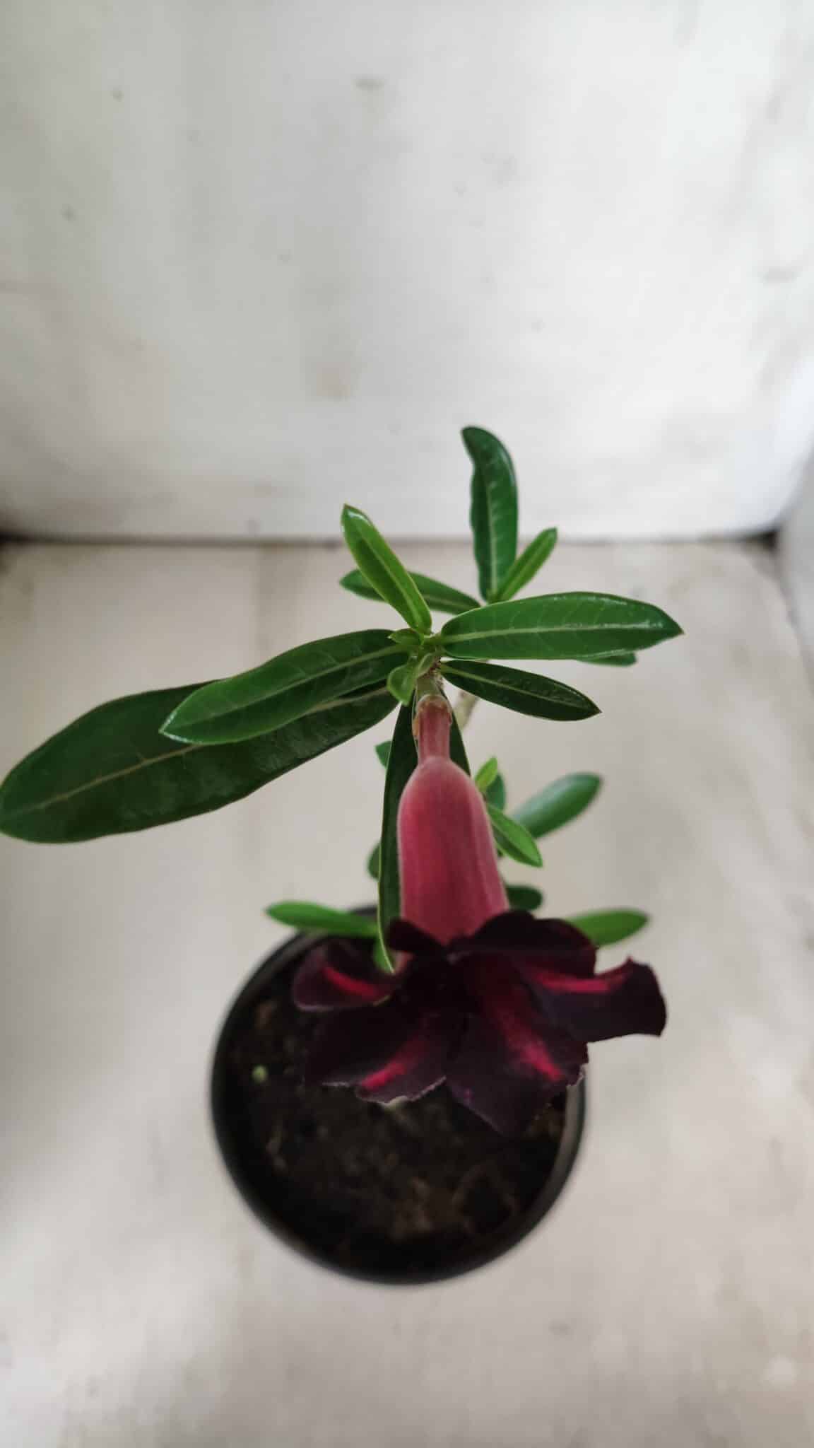 Planta Simples 2678 – 30cm – 01 ano