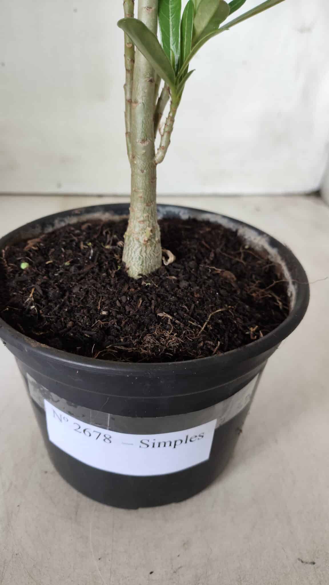 Planta Simples 2678 – 30cm – 01 ano