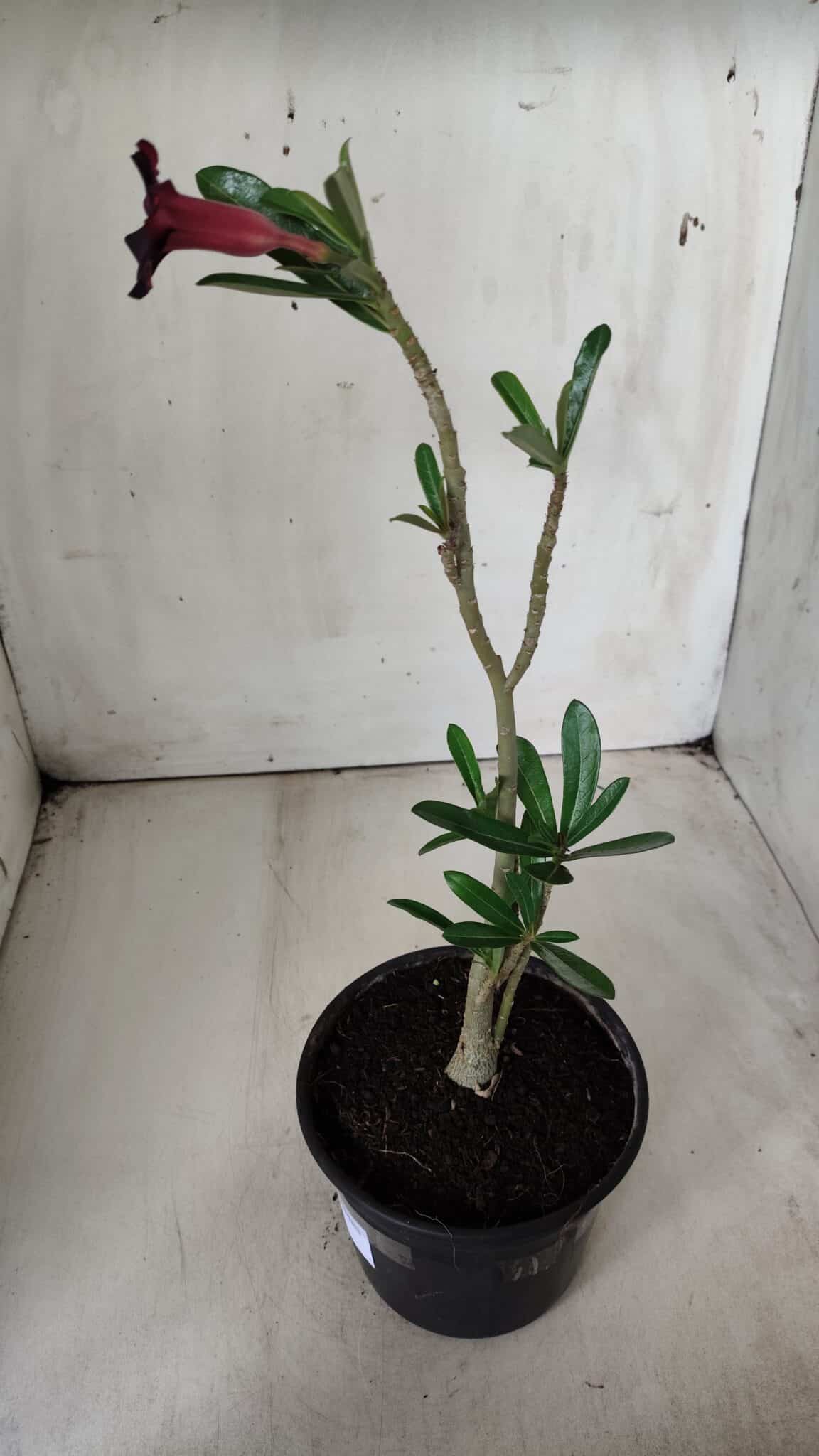 Planta Simples 2678 – 30cm – 01 ano