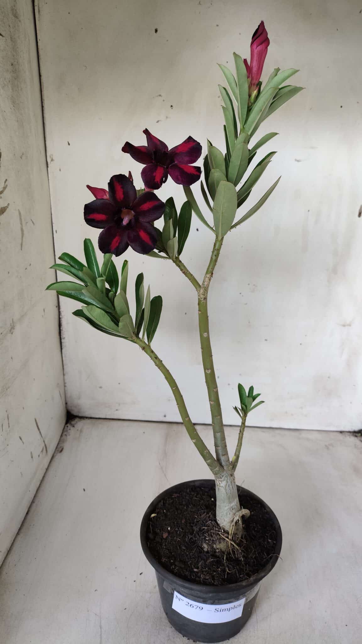 Planta Simples 2679 – 30cm – 02 anos
