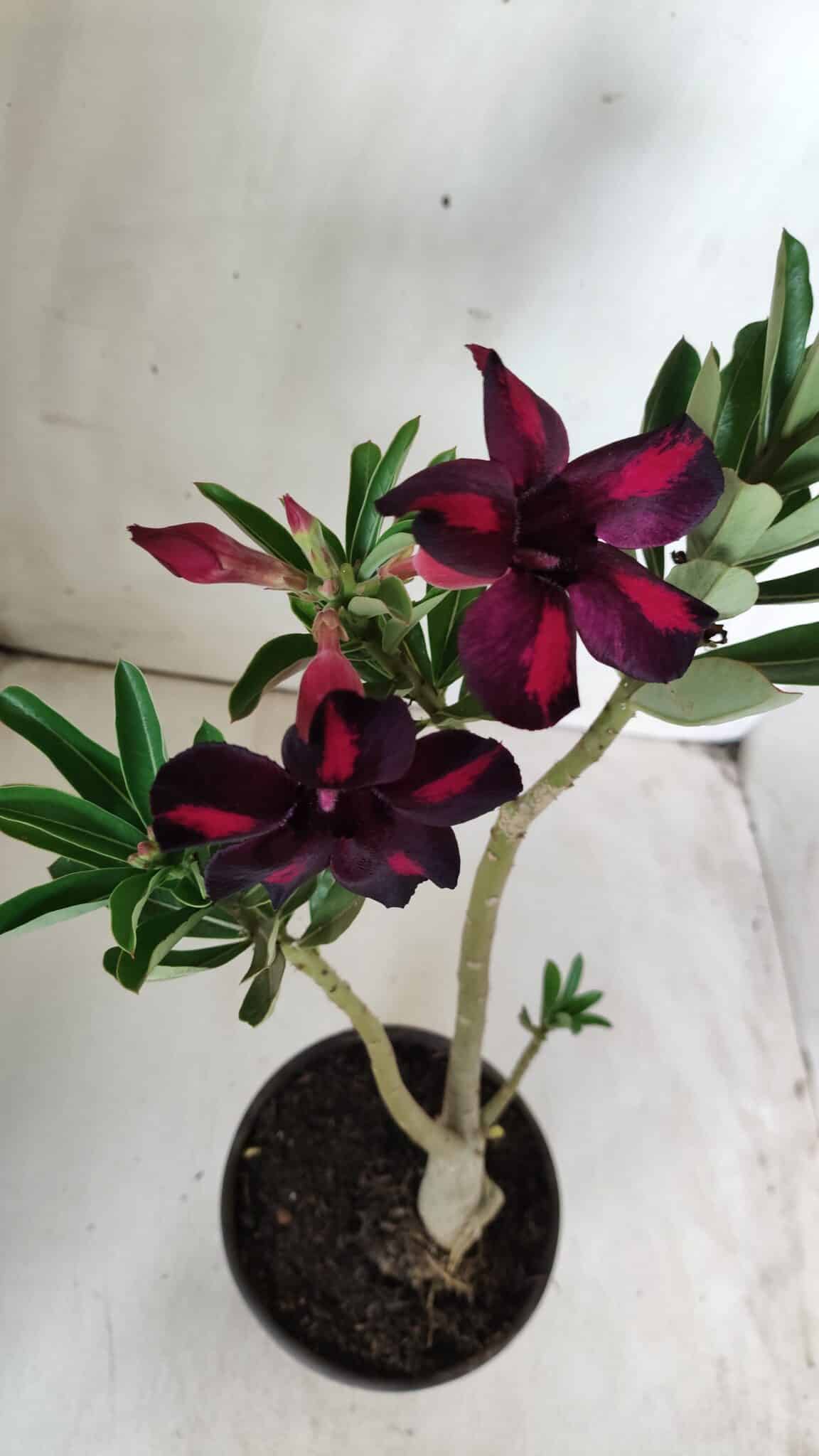 Planta Simples 2679 – 30cm – 02 anos