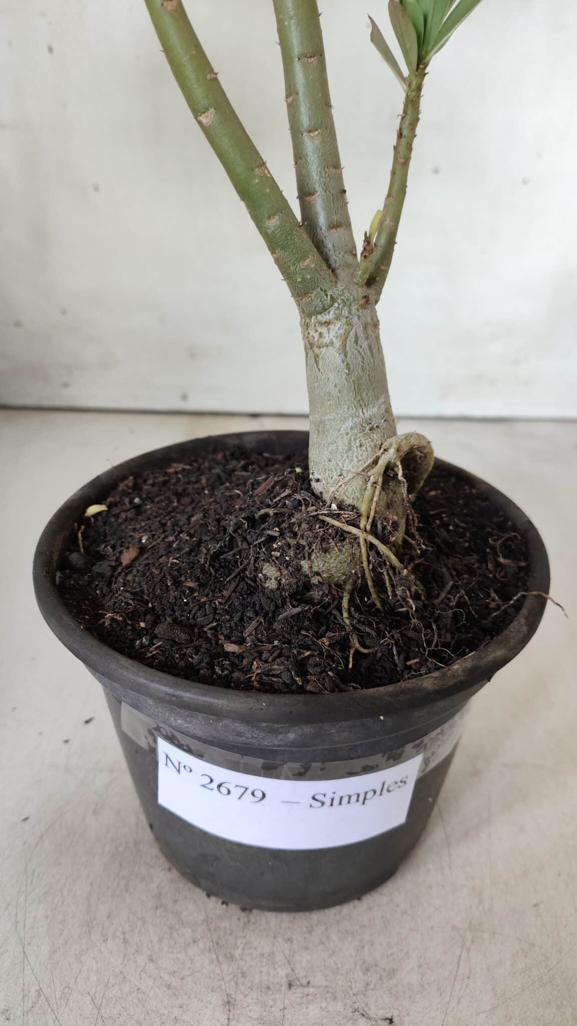 Planta Simples 2679 – 30cm – 02 anos