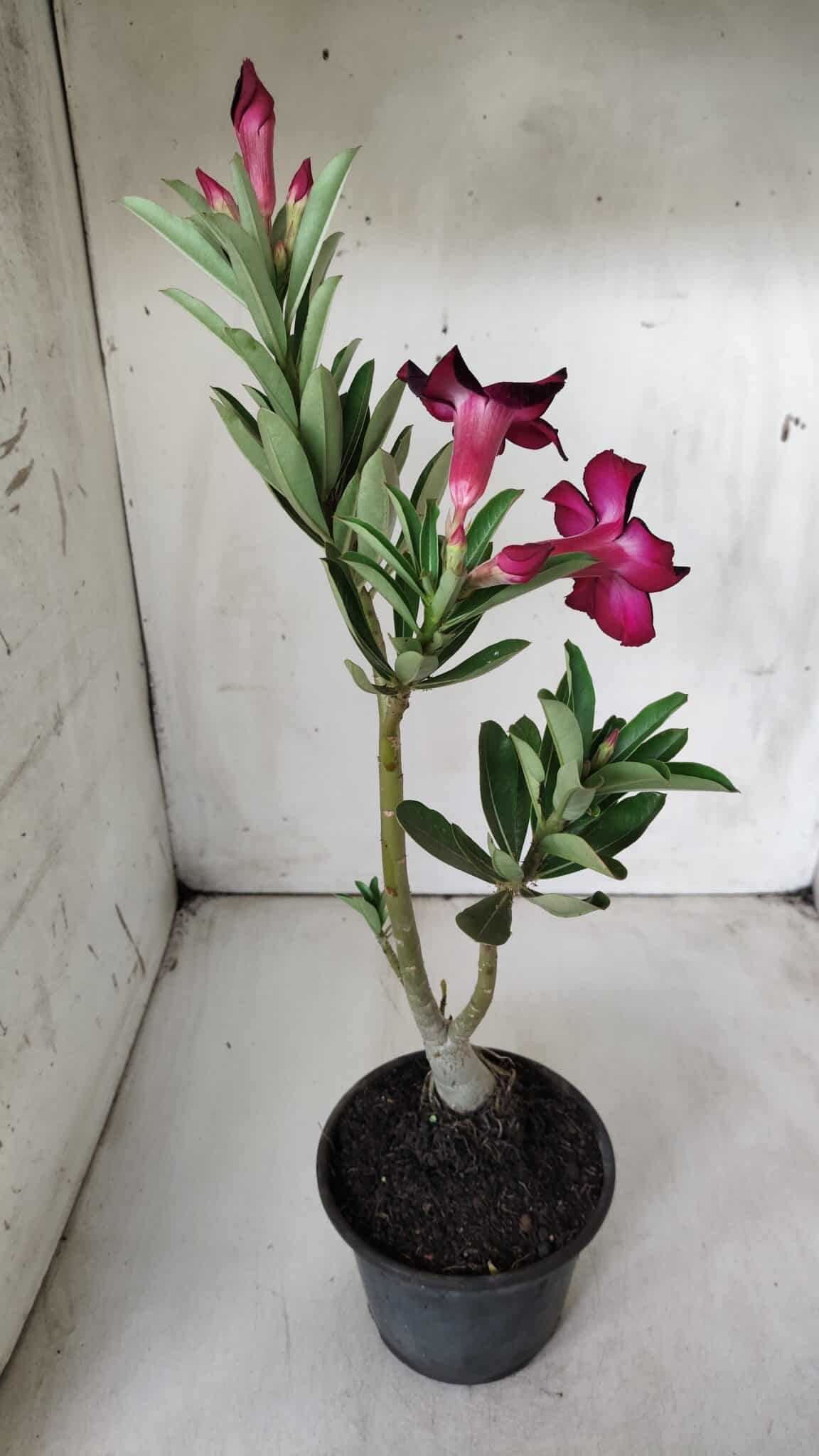 Planta Simples 2679 – 30cm – 02 anos