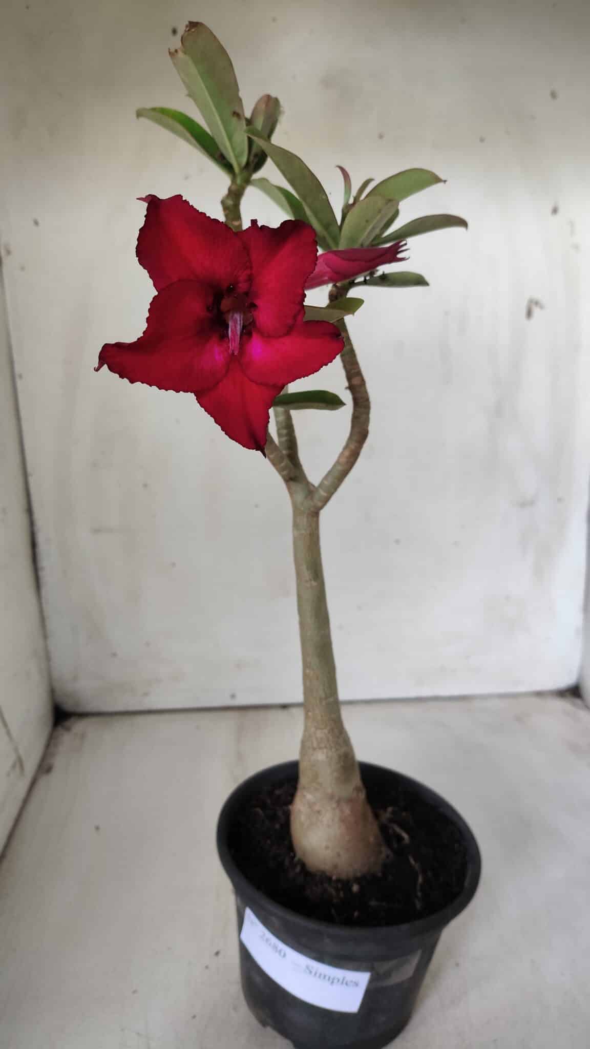 Planta Simples 2680 – 30cm – 02 anos
