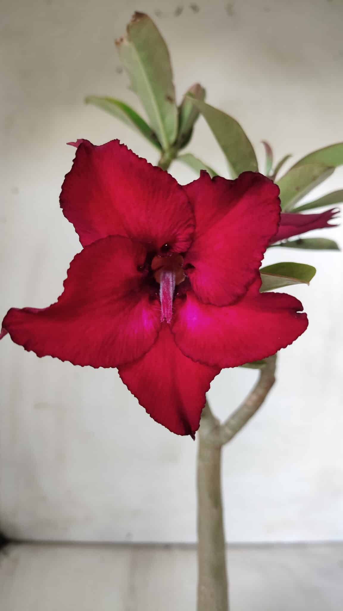 Planta Simples 2680 – 30cm – 02 anos