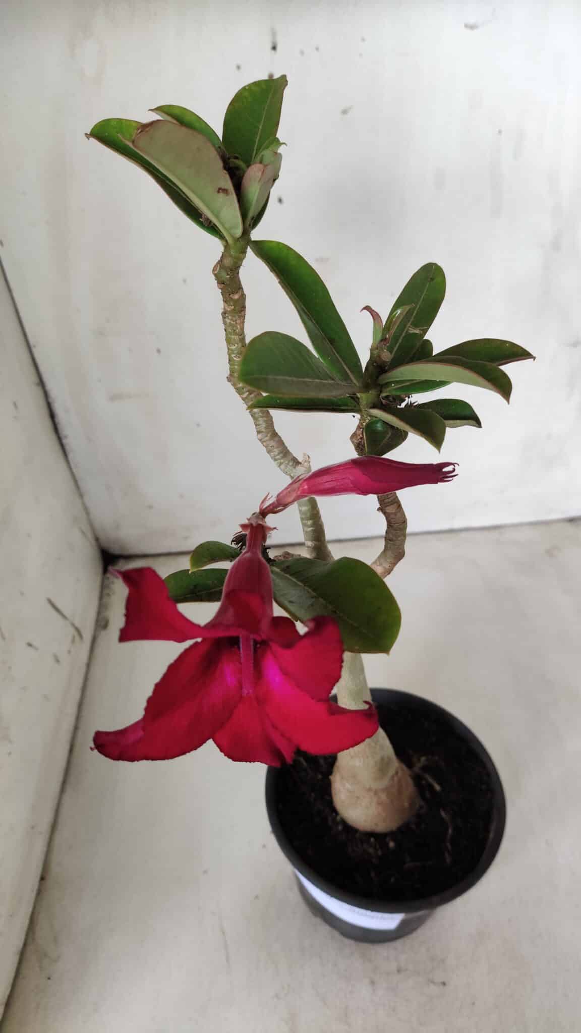 Planta Simples 2680 – 30cm – 02 anos