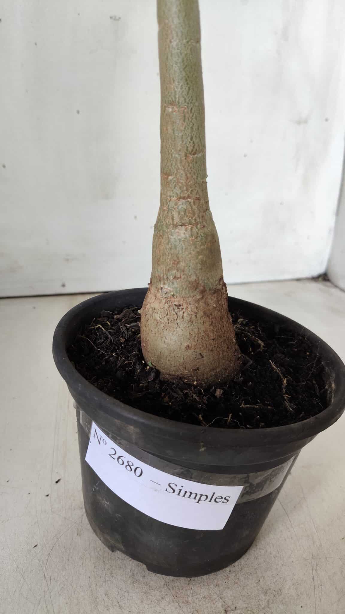 Planta Simples 2680 – 30cm – 02 anos