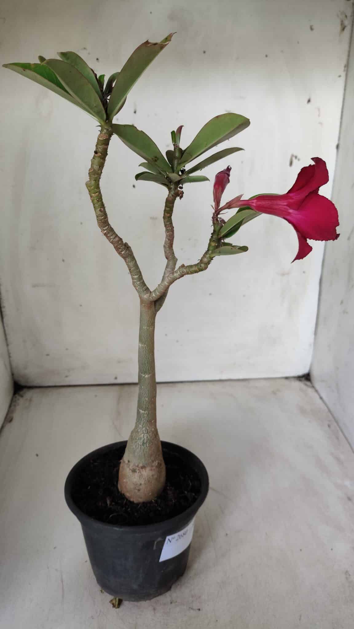 Planta Simples 2680 – 30cm – 02 anos