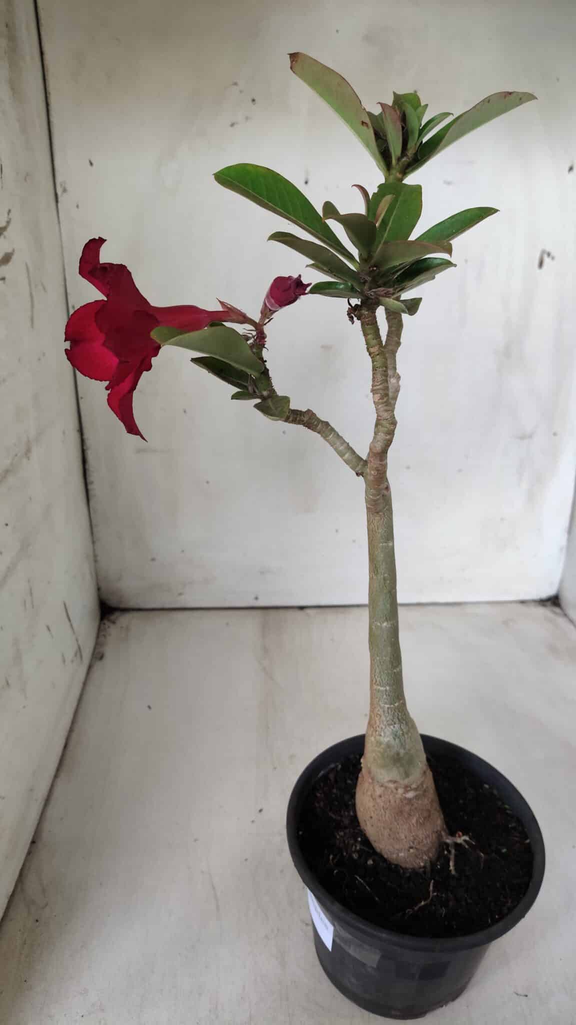 Planta Simples 2680 – 30cm – 02 anos