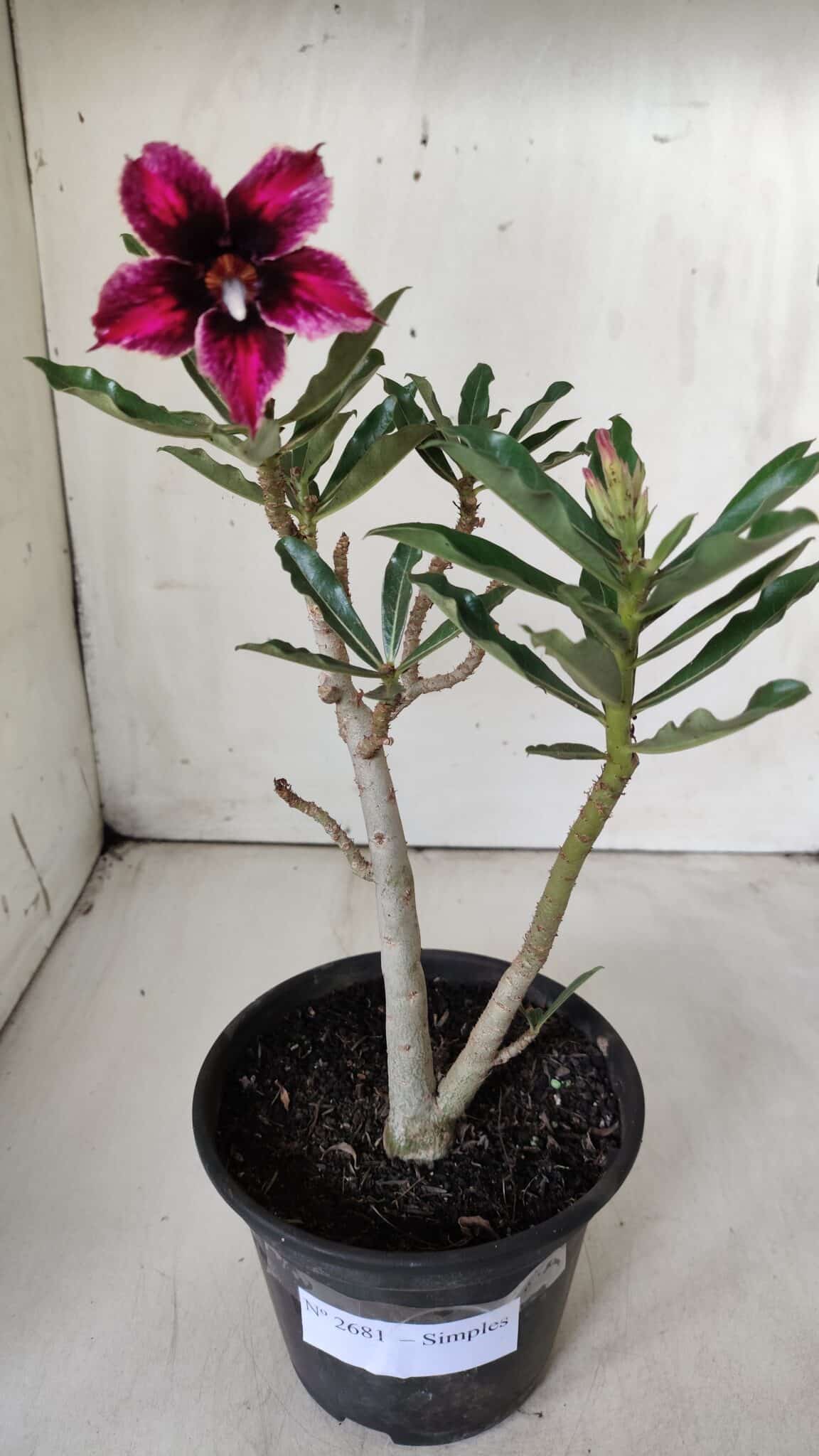 Planta Simples 2681 – 30cm – 02 anos