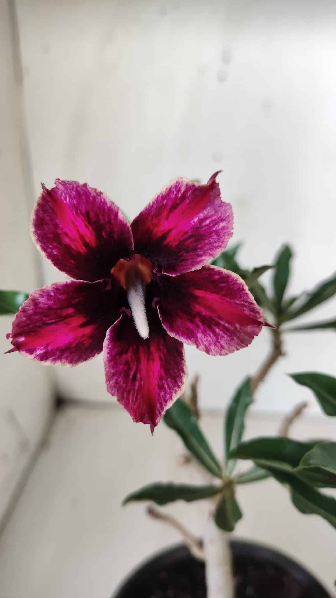 Planta Simples 2681 – 30cm – 02 anos