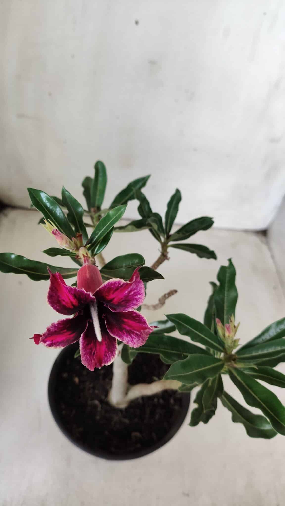 Planta Simples 2681 – 30cm – 02 anos