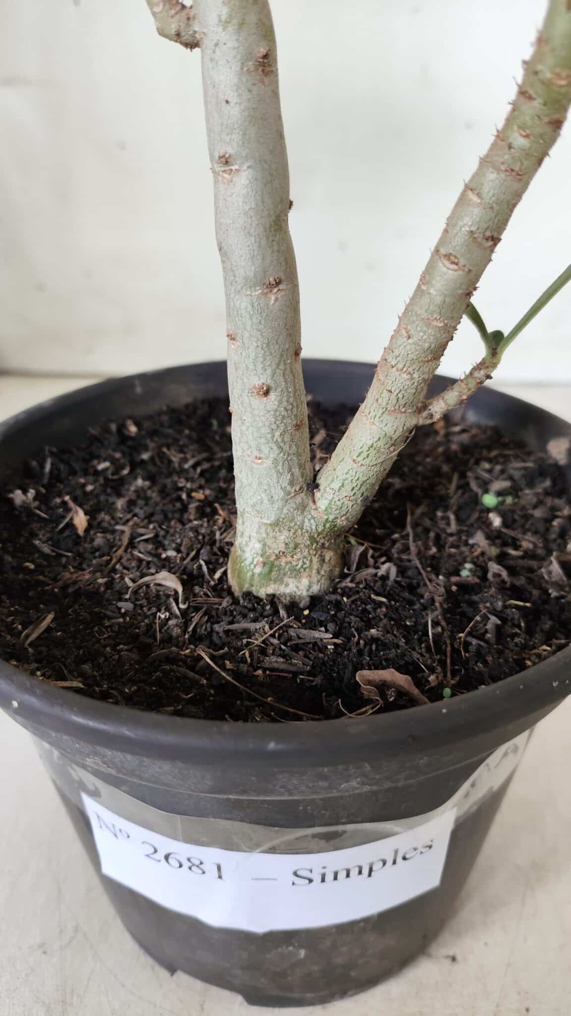 Planta Simples 2681 – 30cm – 02 anos