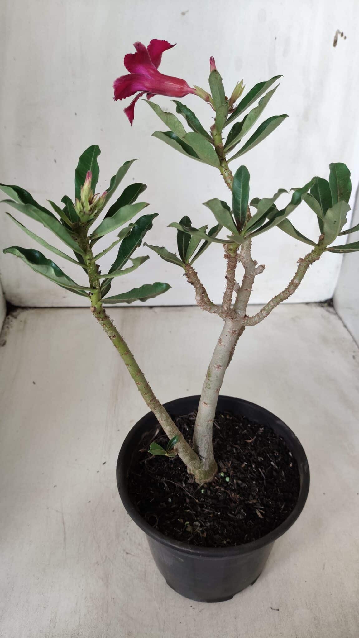 Planta Simples 2681 – 30cm – 02 anos