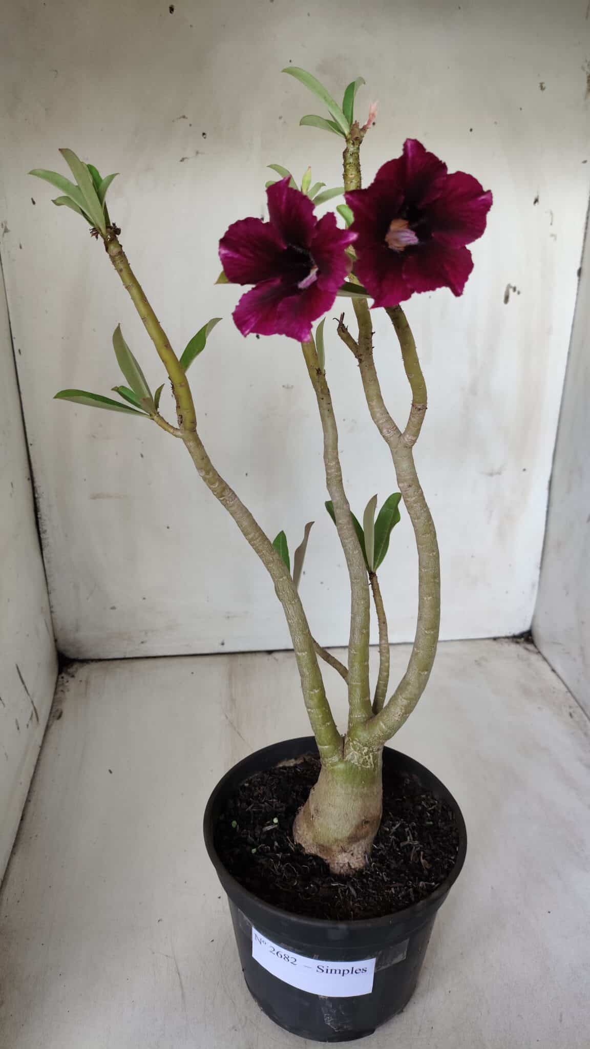 Planta Simples 2682 – 35cm – 03 anos