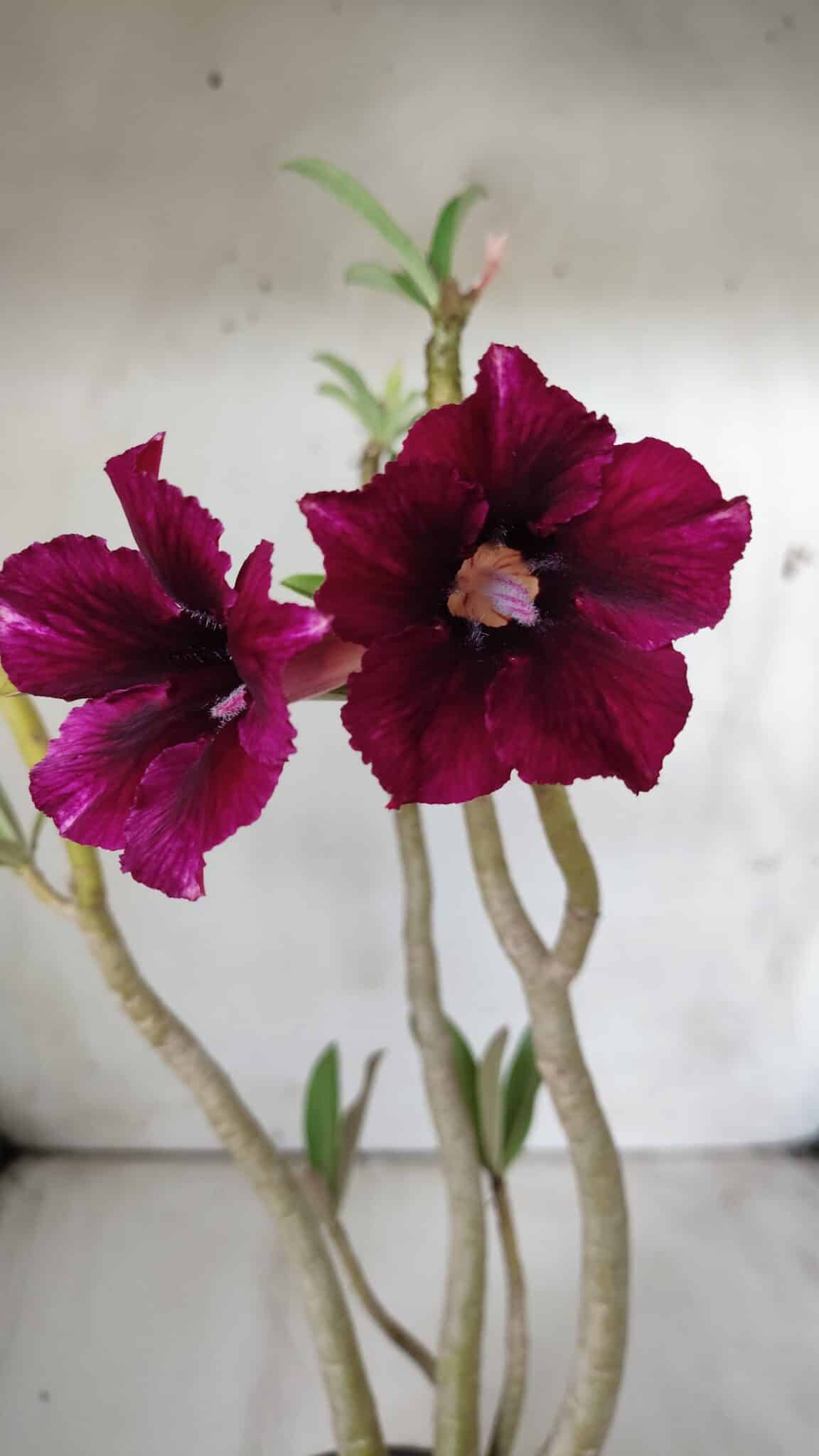 Planta Simples 2682 – 35cm – 03 anos