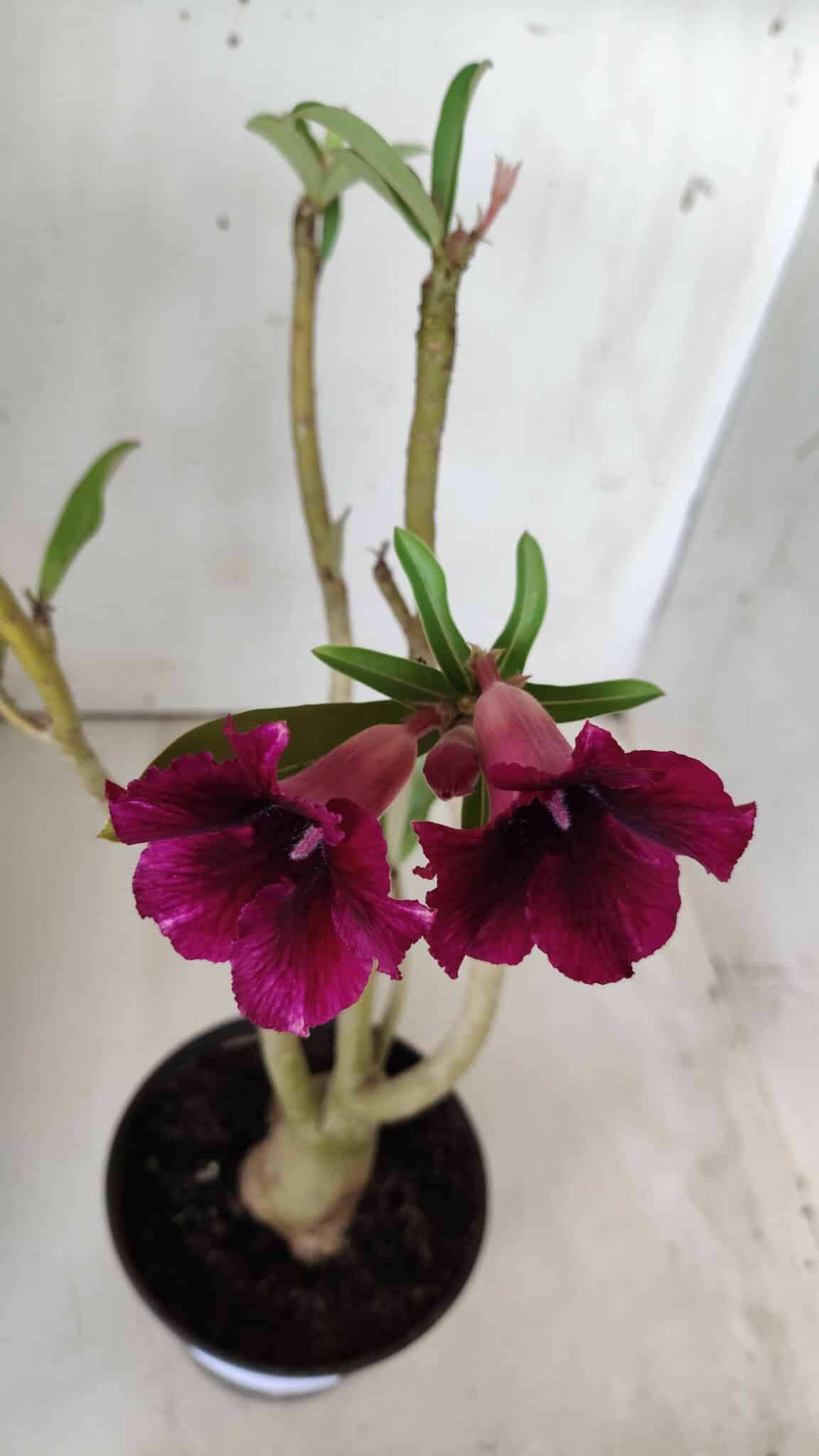 Planta Simples 2682 – 35cm – 03 anos