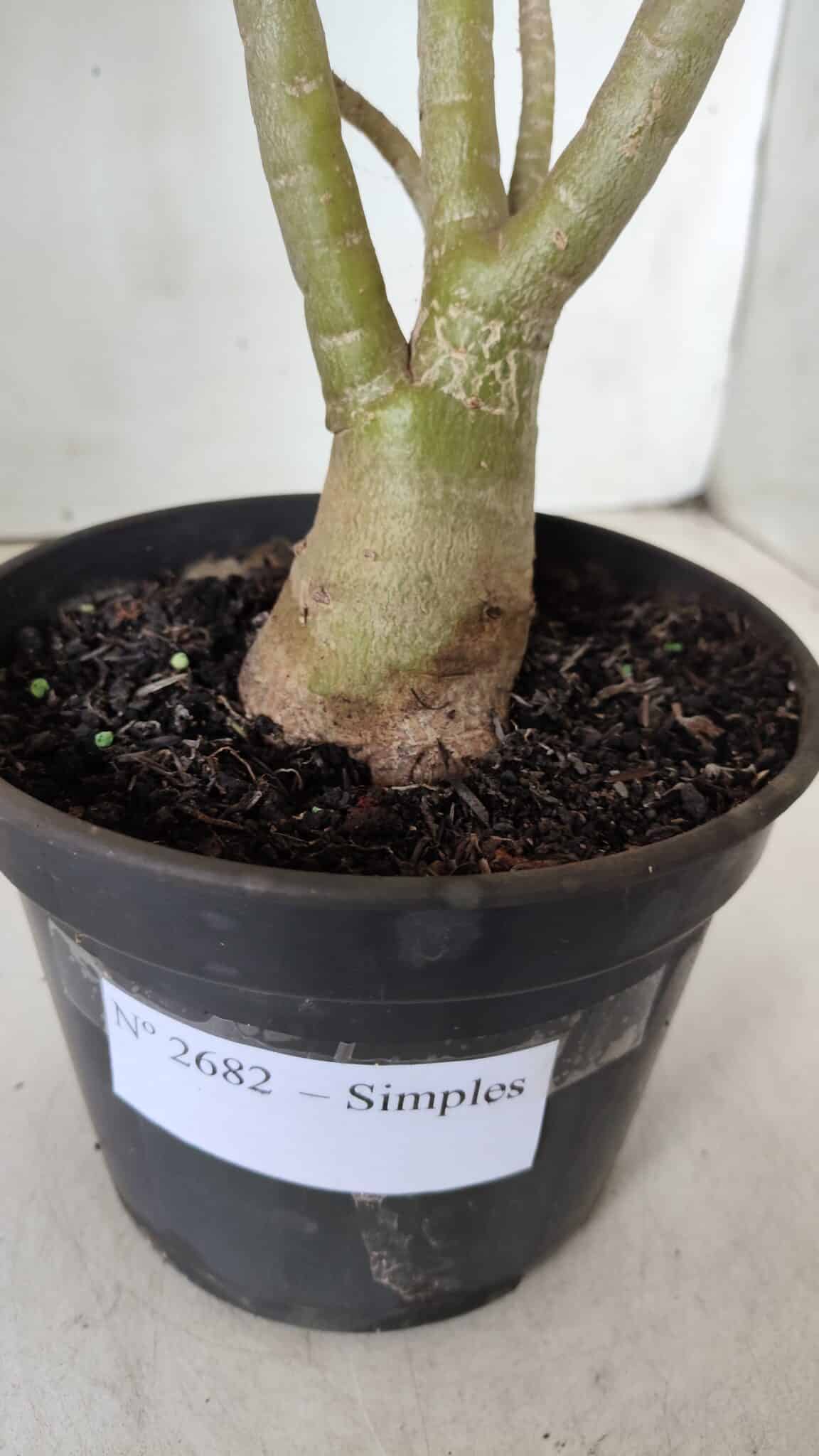 Planta Simples 2682 – 35cm – 03 anos