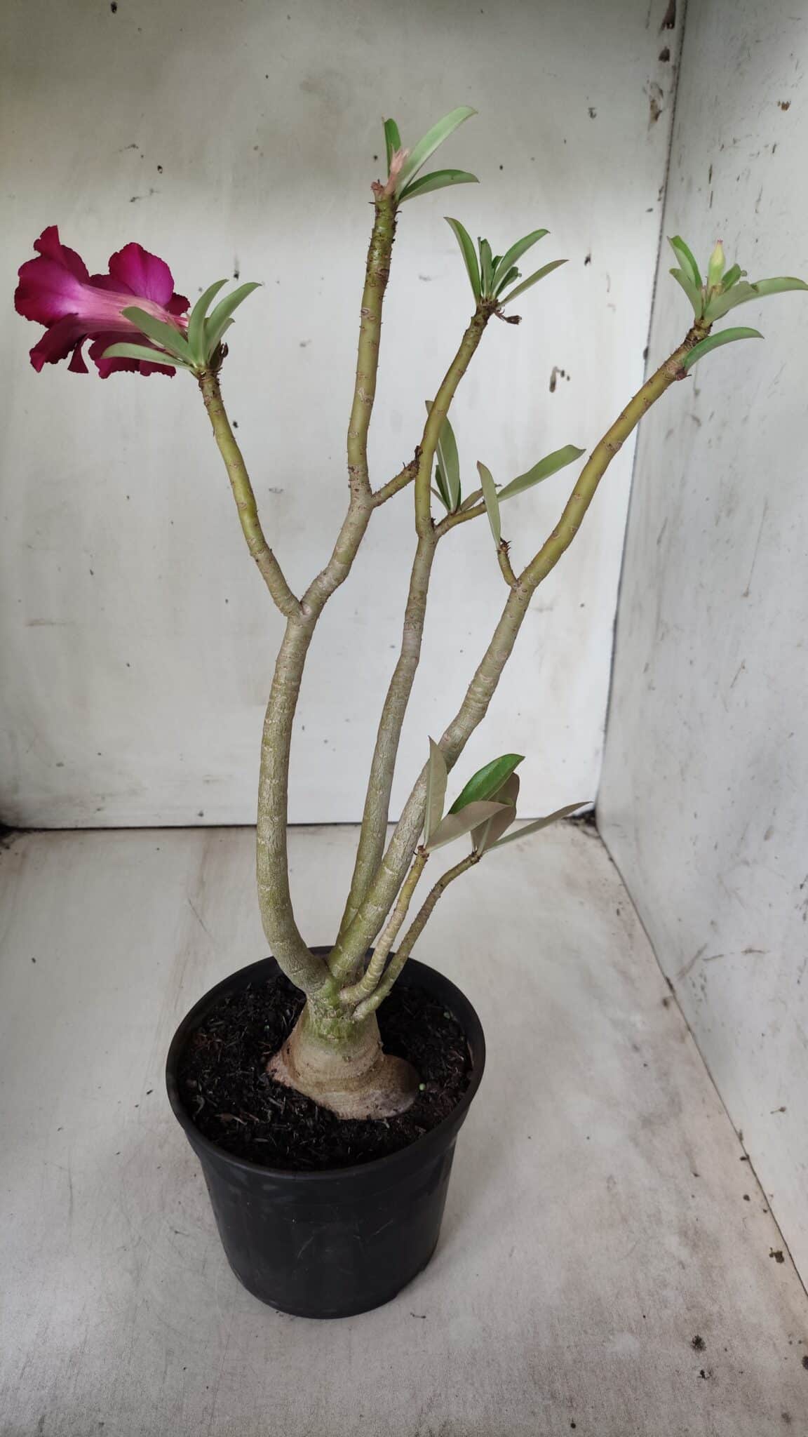 Planta Simples 2682 – 35cm – 03 anos
