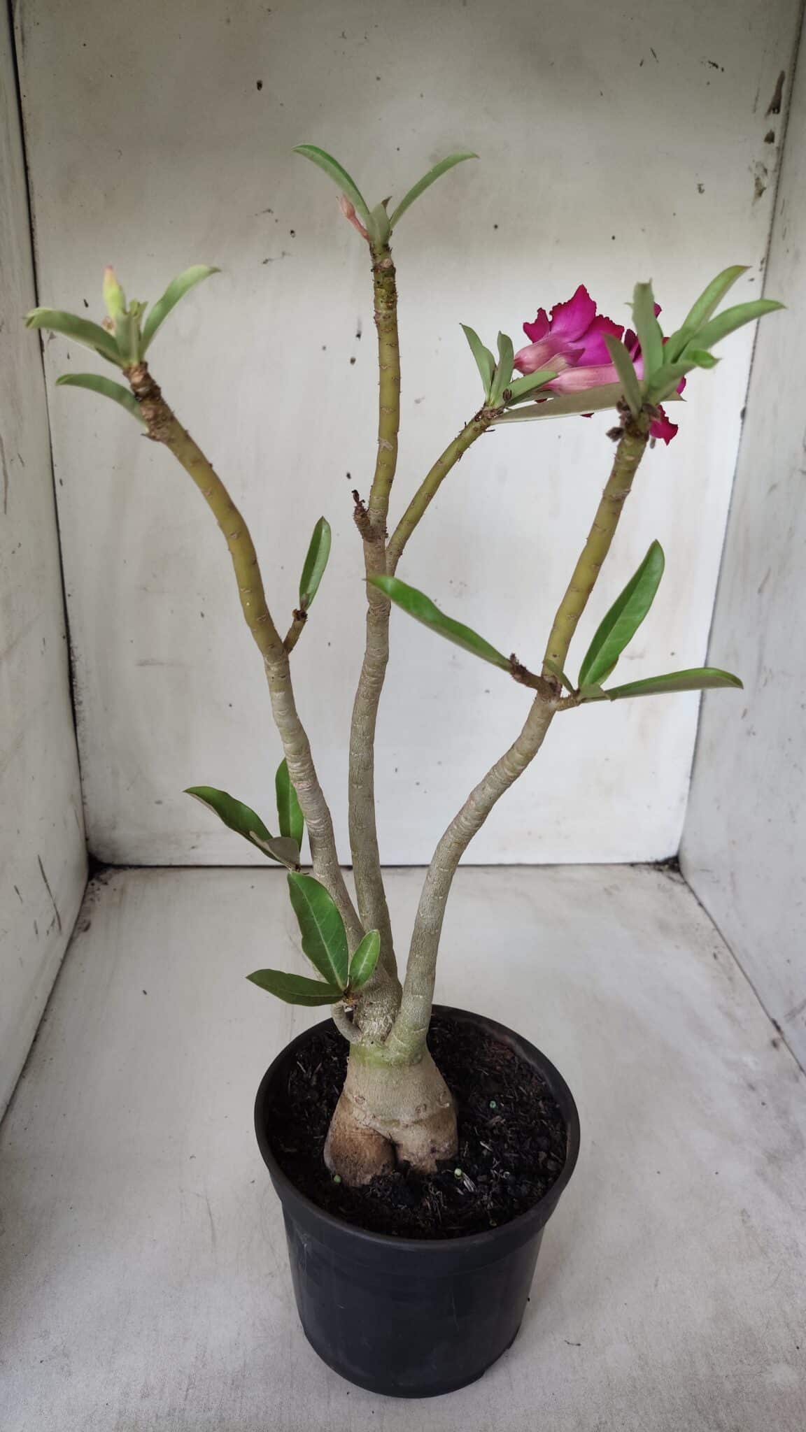 Planta Simples 2682 – 35cm – 03 anos