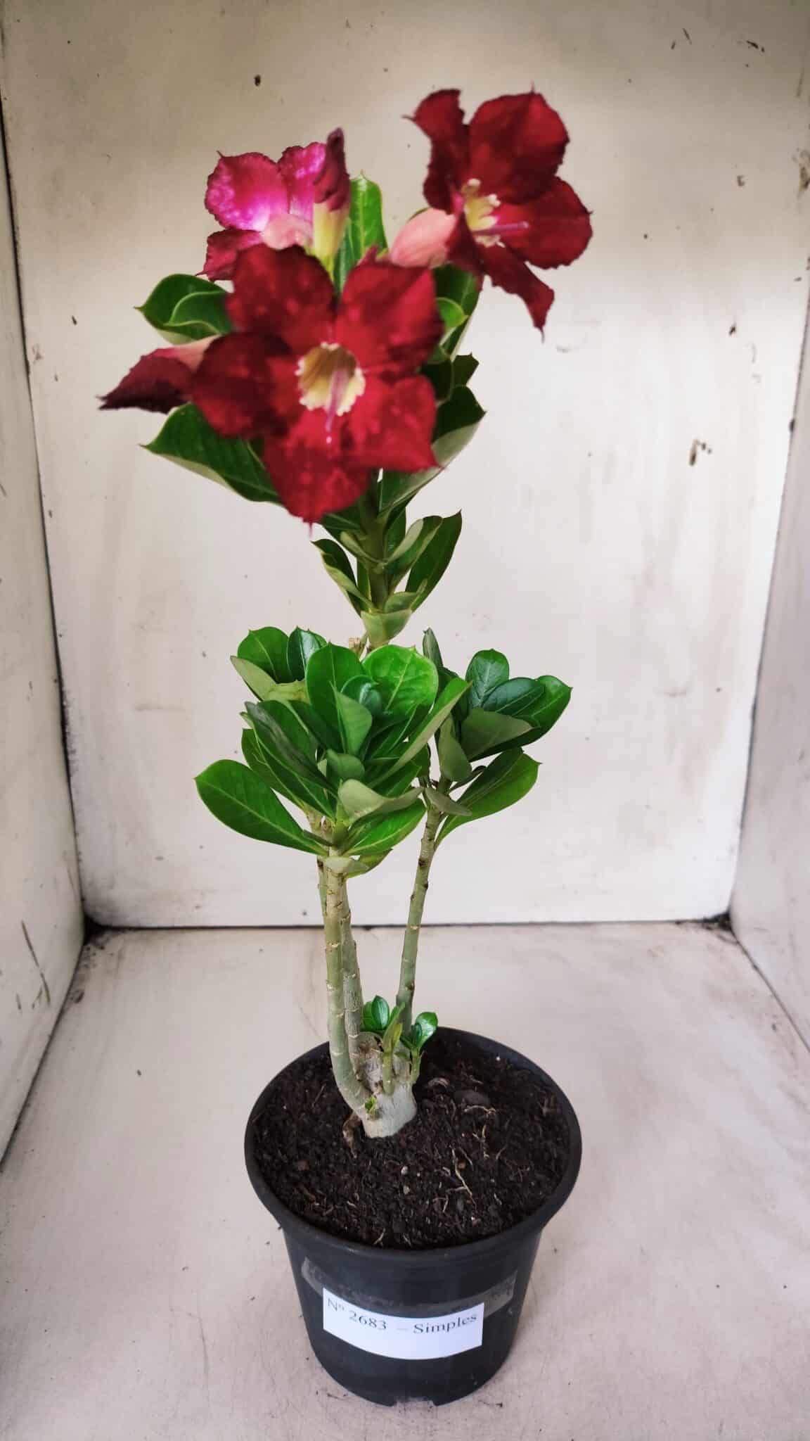 Planta Simples 2683 – 30cm – 02 anos