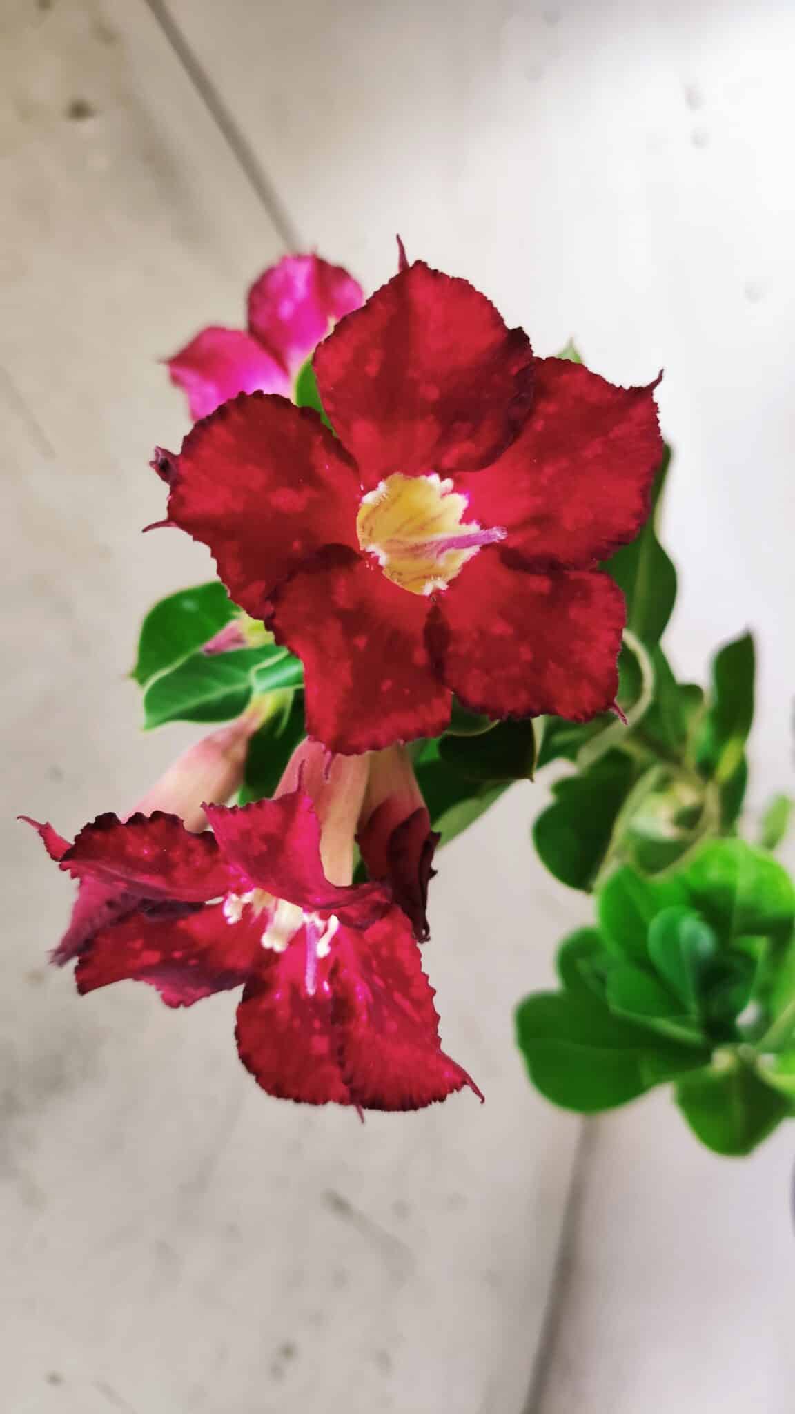 Planta Simples 2683 – 30cm – 02 anos