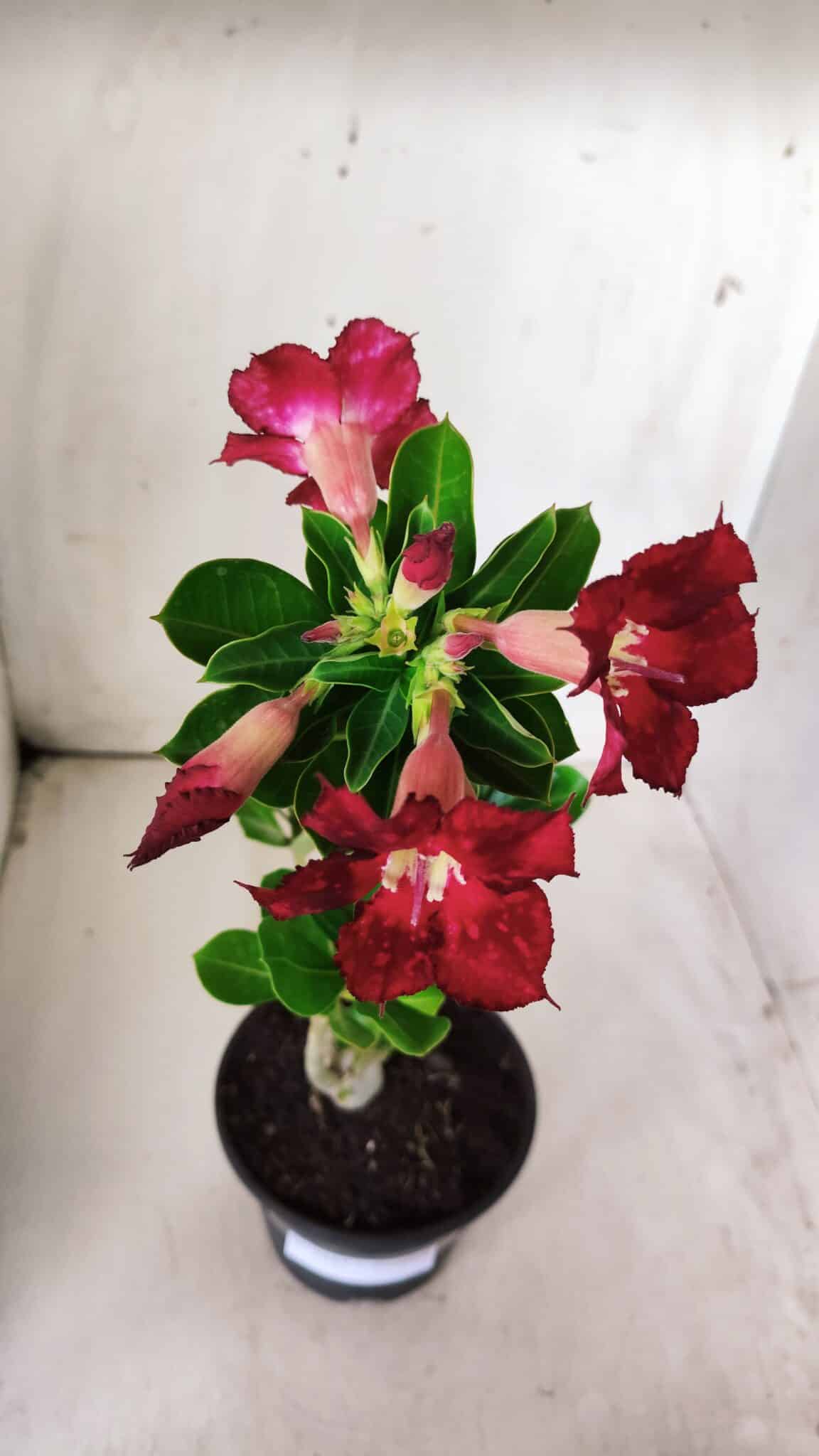 Planta Simples 2683 – 30cm – 02 anos